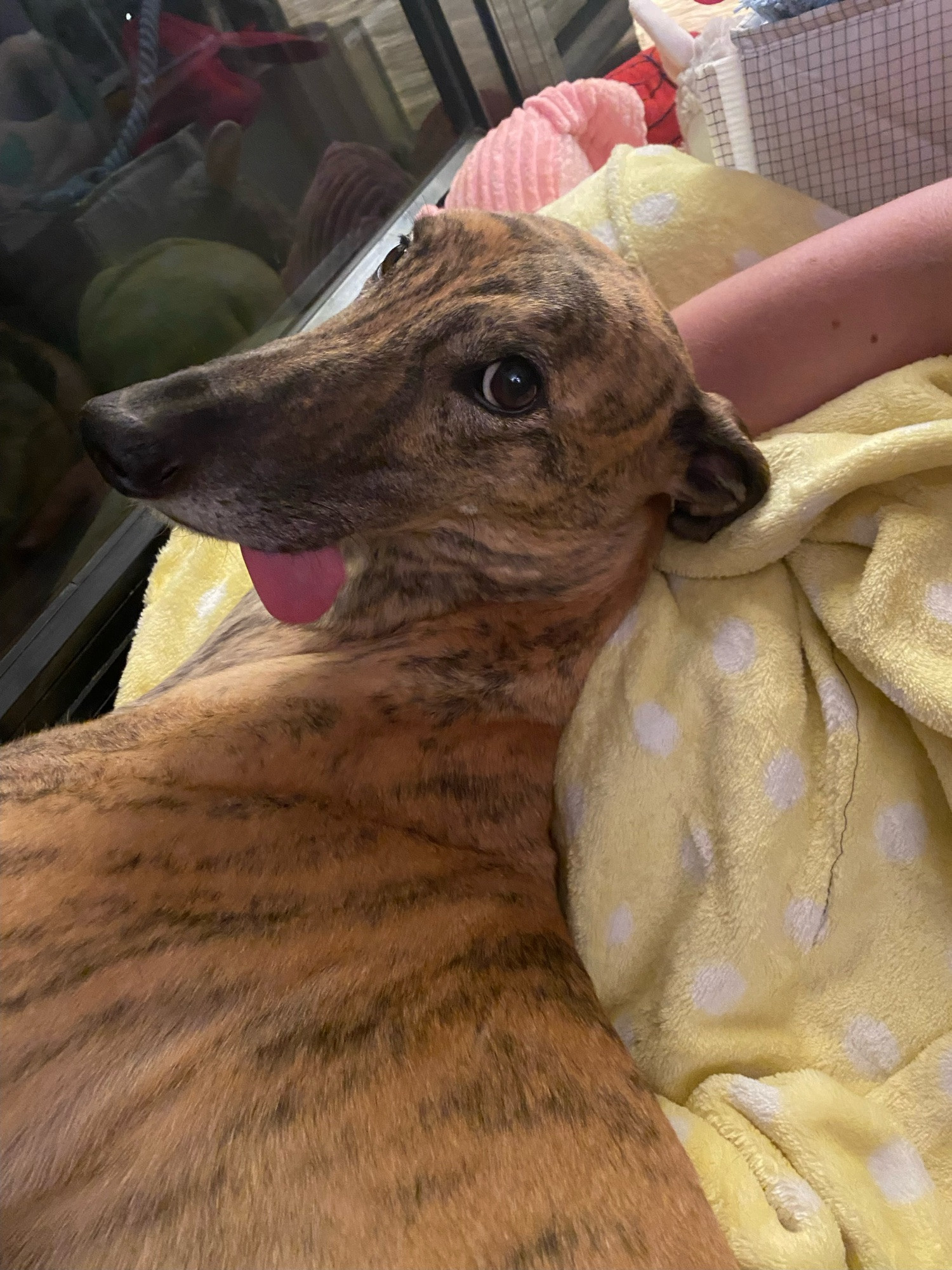 photo of gadget greyhound lying in her bed with her tongue sticking out one side of her mouth