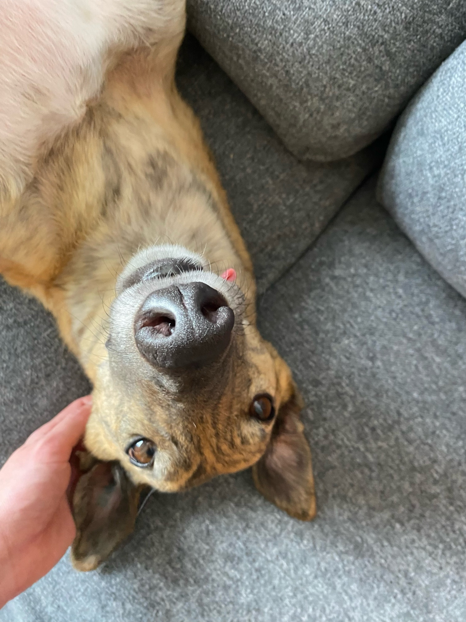 photo of an upside down brindle greyhound lying on a grey couch. her tongue is sticking out a little bit.