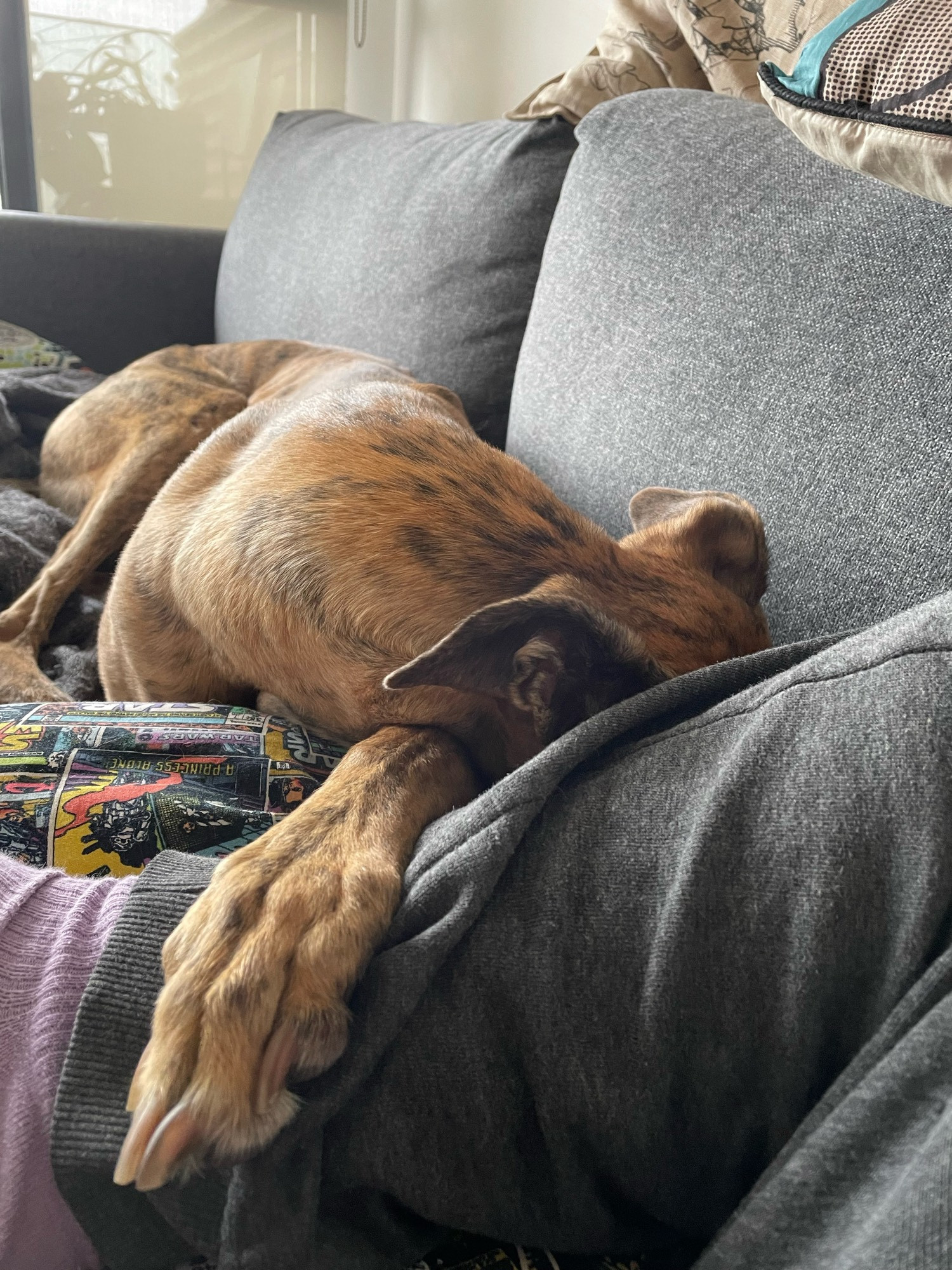 gadget greyhound asleep on the couch. she has one paw on my leg and her head shoved behind my knee