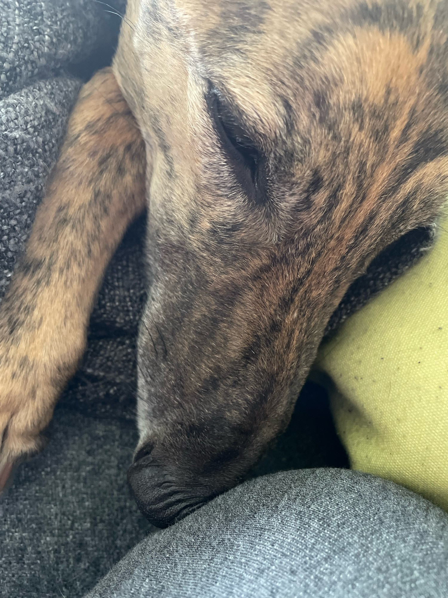 close up photo of gadget greyhound’s head. she is sleeping on the couch with her nose squashed up against my knee