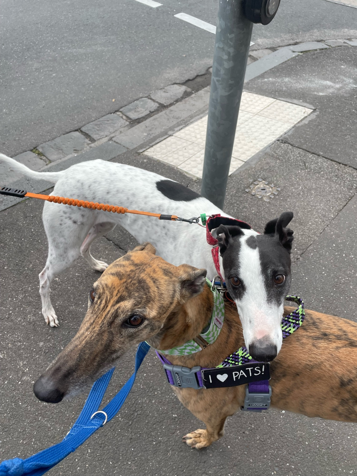 photo of gadget greyhound on the street. minnie, a black and white splotchy greyhound, has her head over gadget’s shoulders and is looking up at the camera