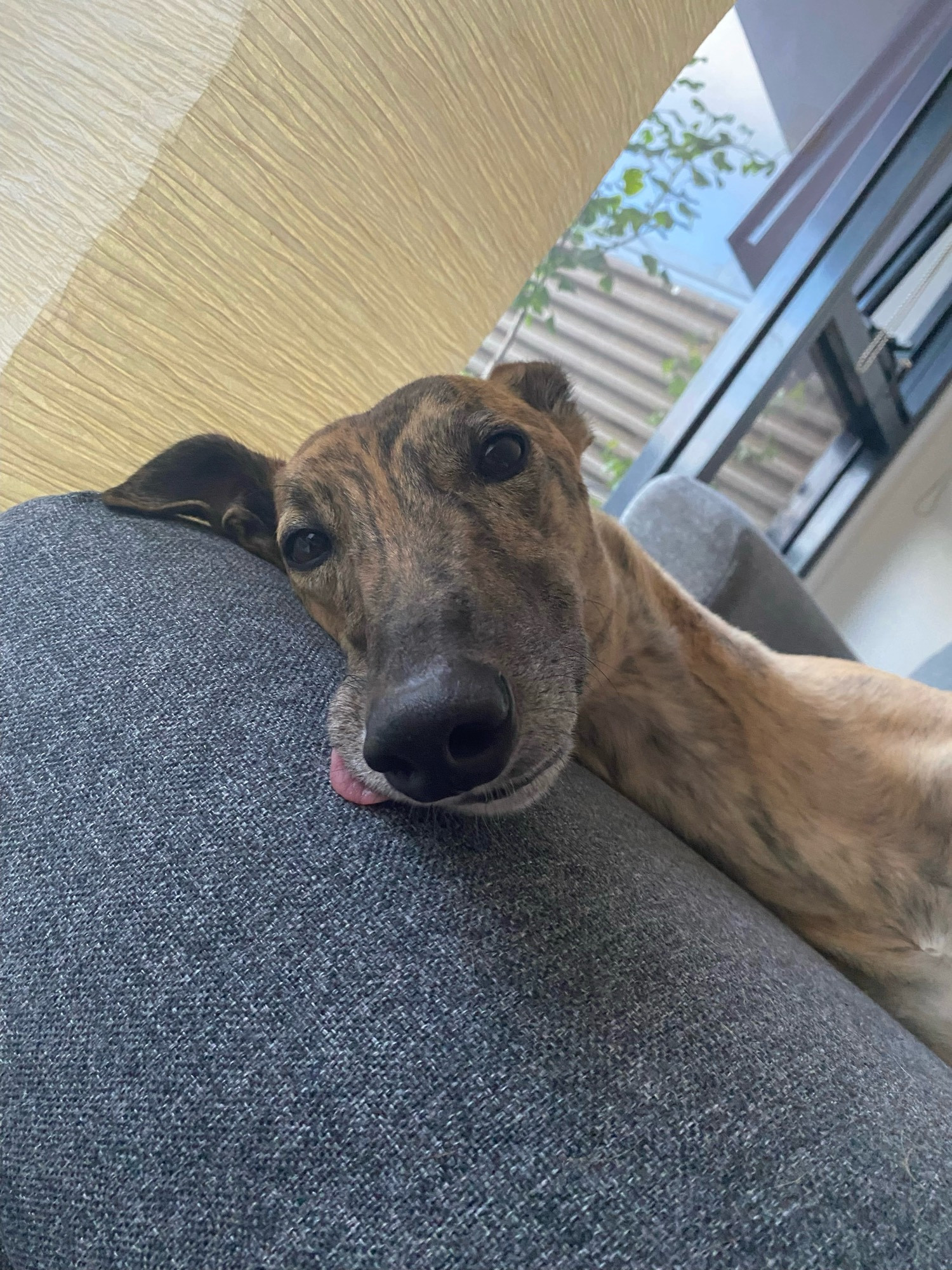 photo of gadget greyhound lying on the couch with her tongue sticking out one side of her mouth