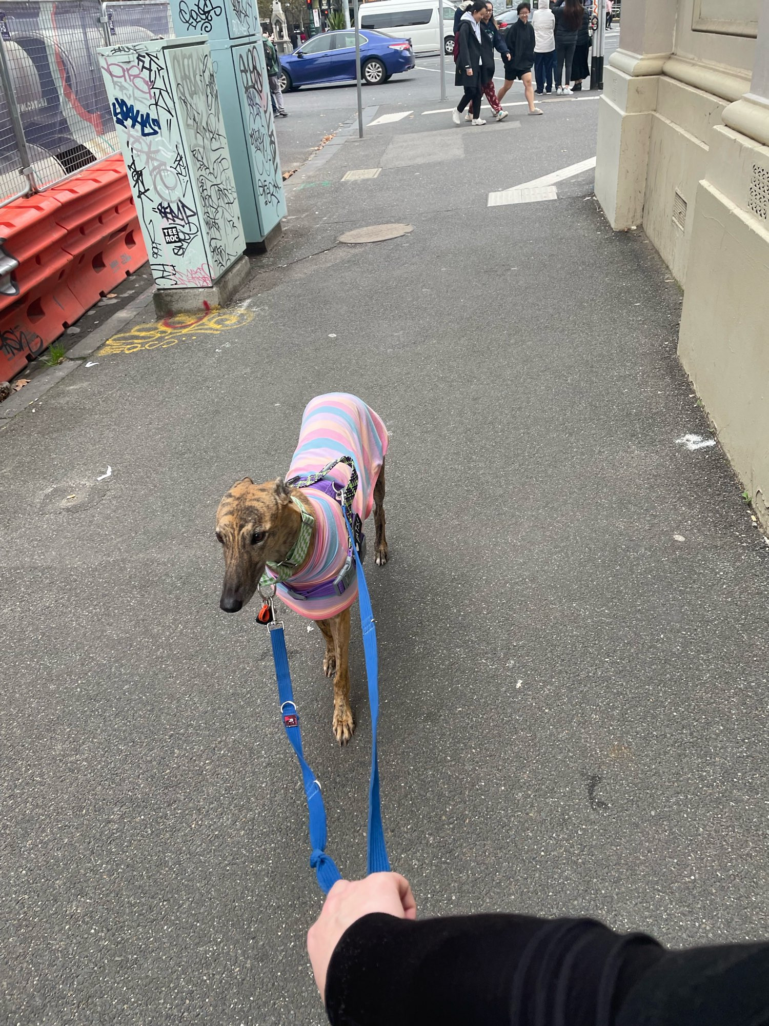 photo of gadget greyhound. she is standing still in the middle of the pavement and does not want to leave the market