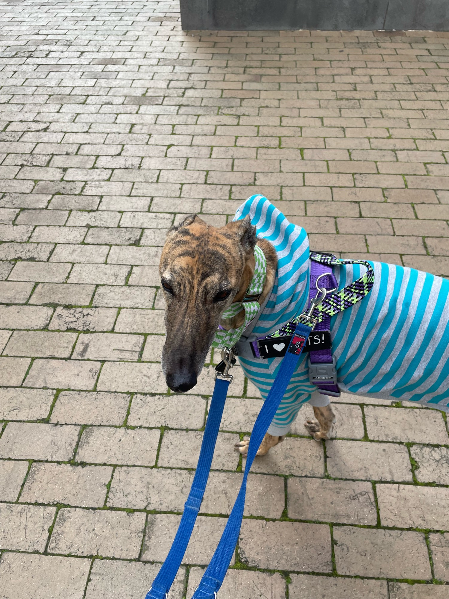 gadget greyhound in a grey and teal striped hoodie and squinting at the camera