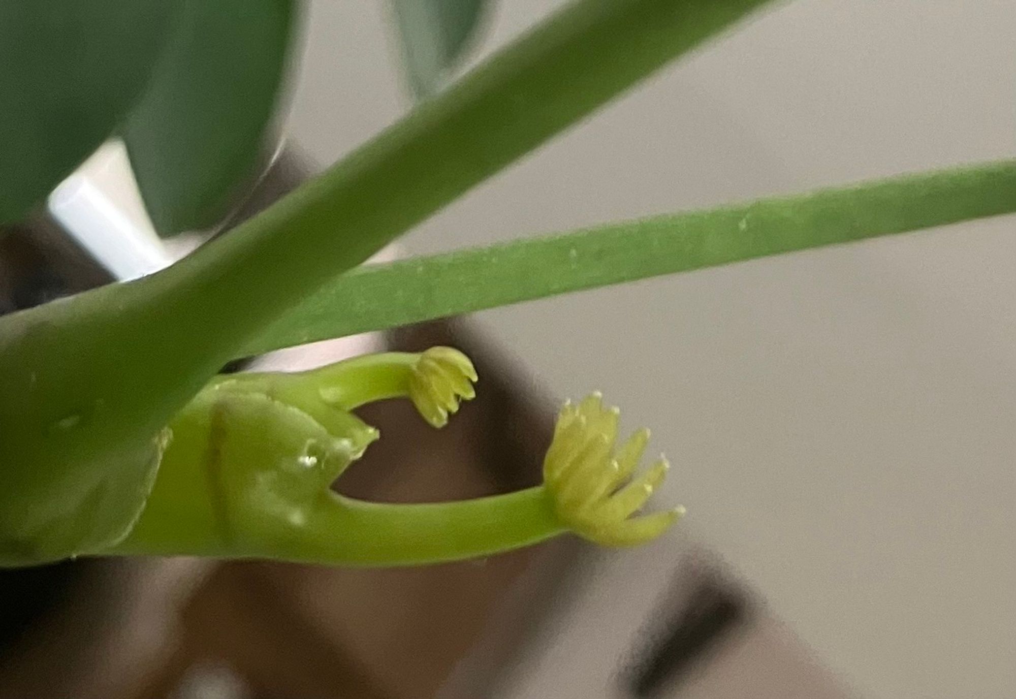 A close up of tiny shoots emerging from a large established branch