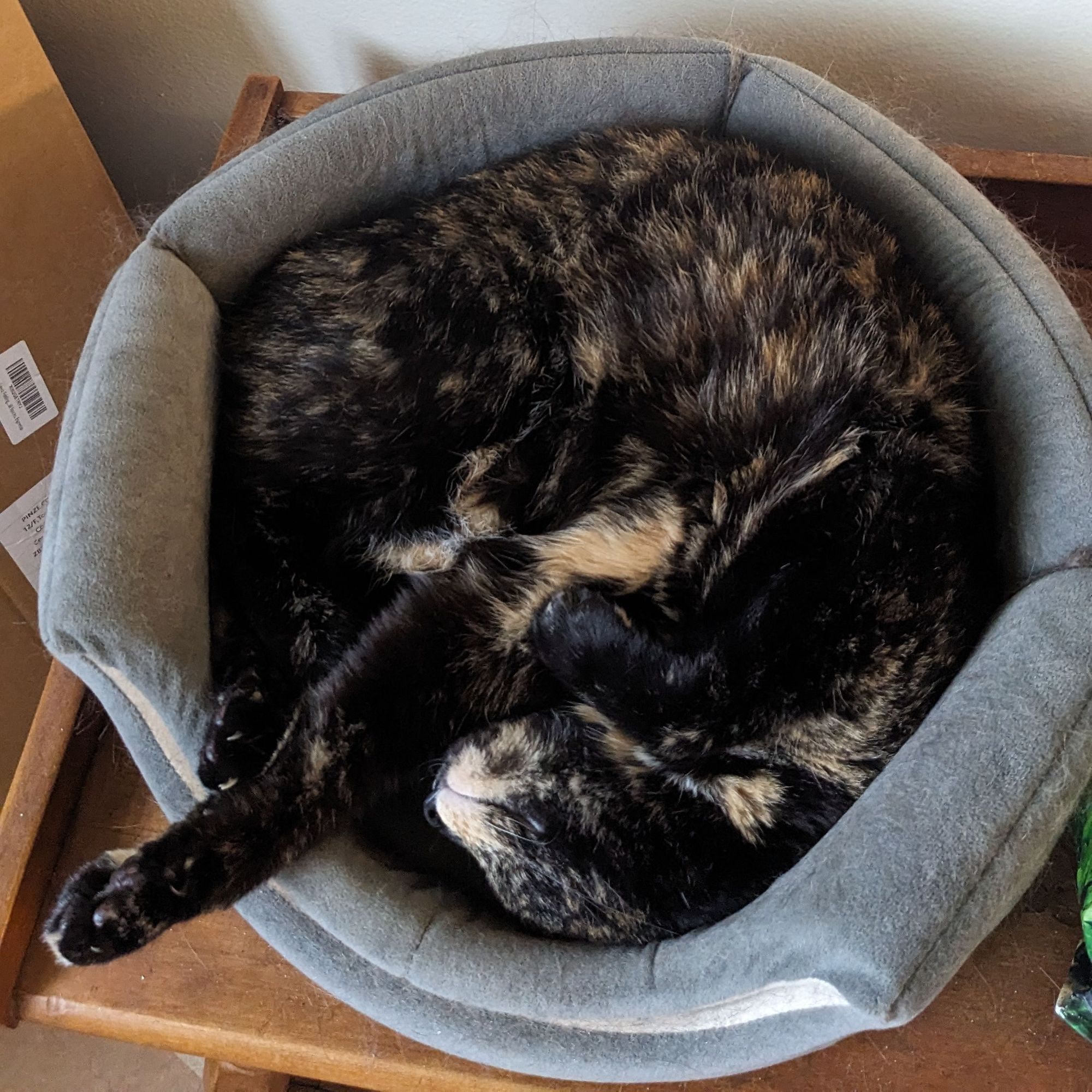 caramel the tortoiseshell cat sleeping round-style with one leggy sticking out real far