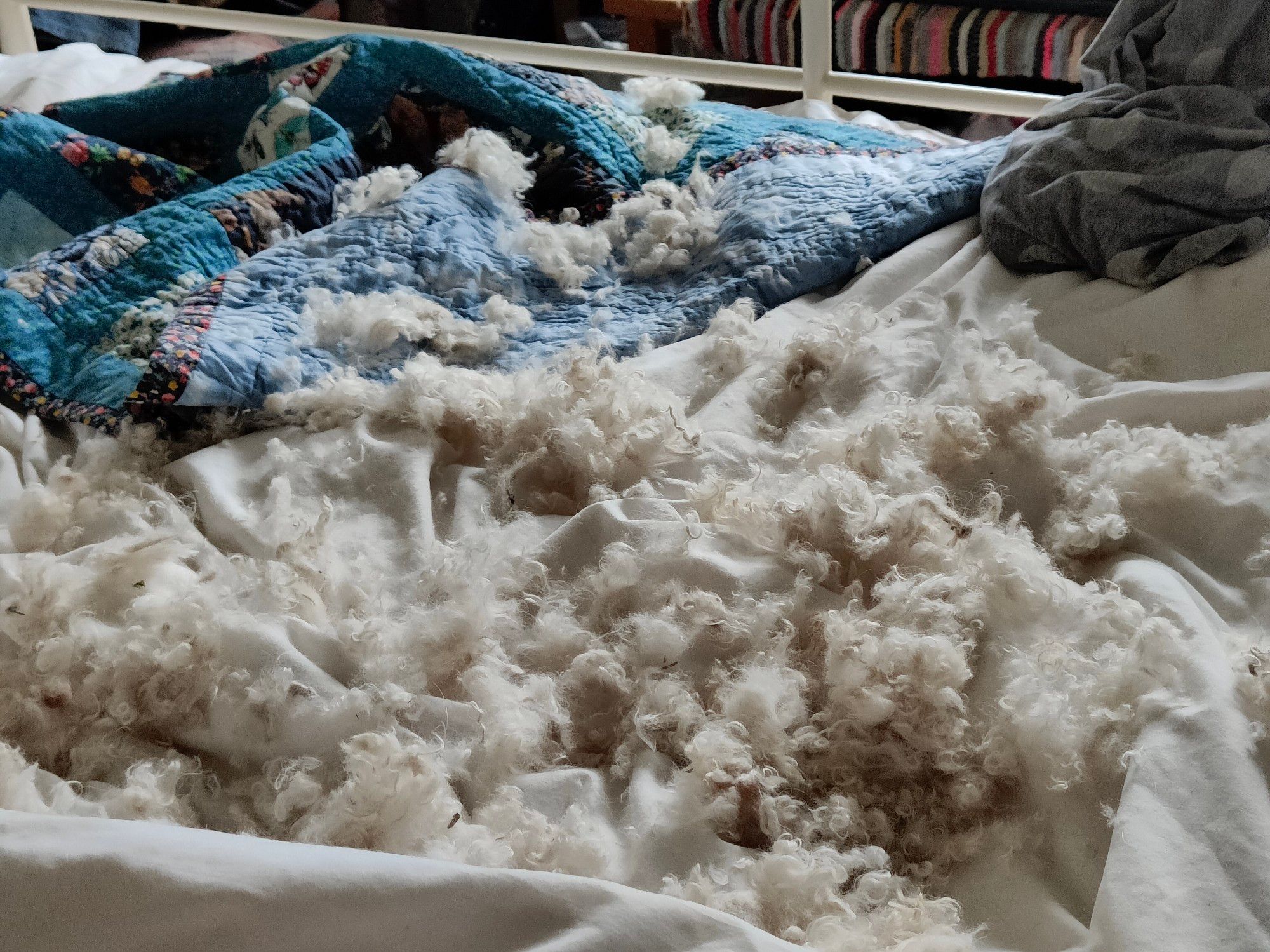 The fleece I cut off Frenchie during her haircut, spread out over the duvet. It's easier to wrestle her into submission on the bed.