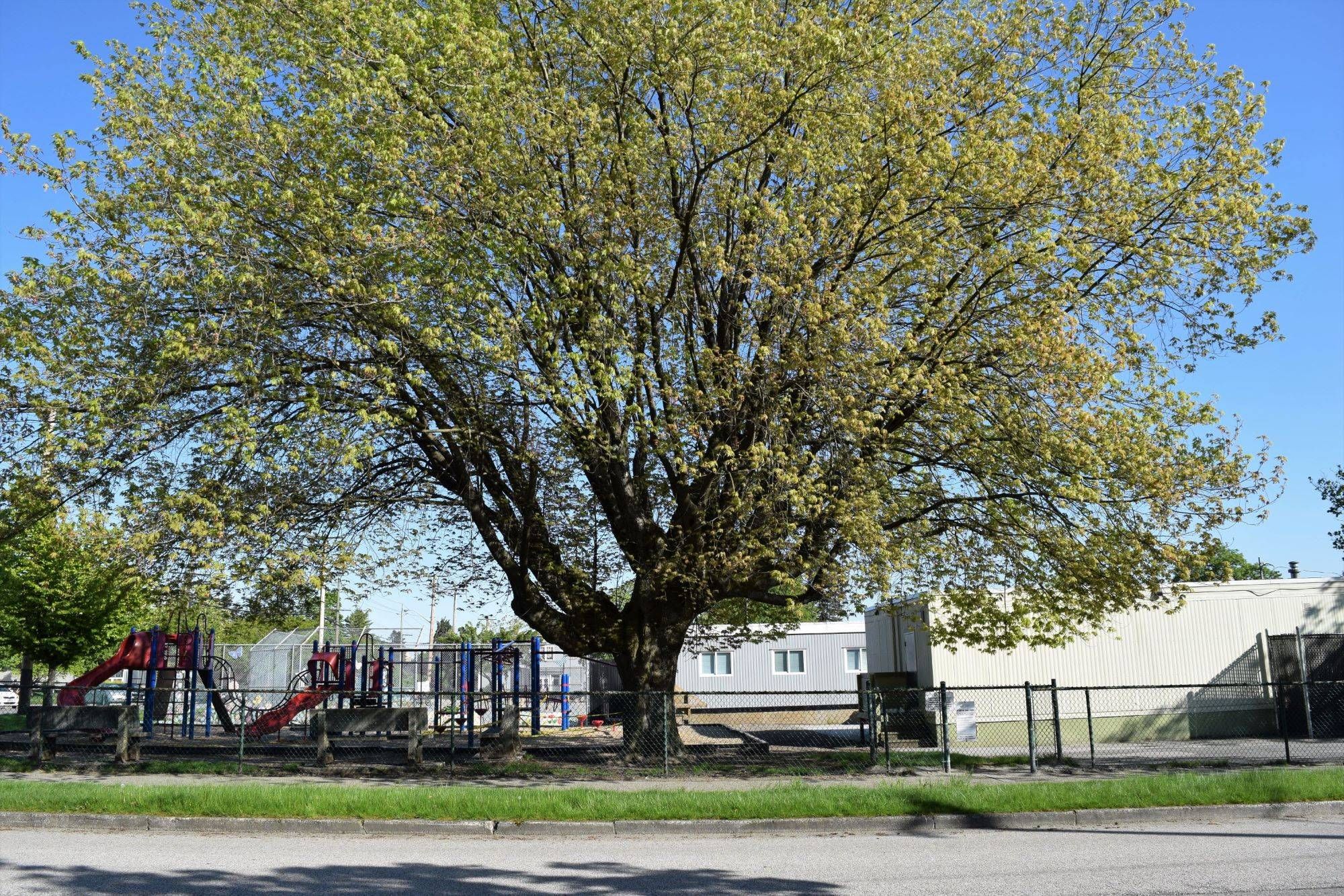 one-storey school with large tree and playground in yard