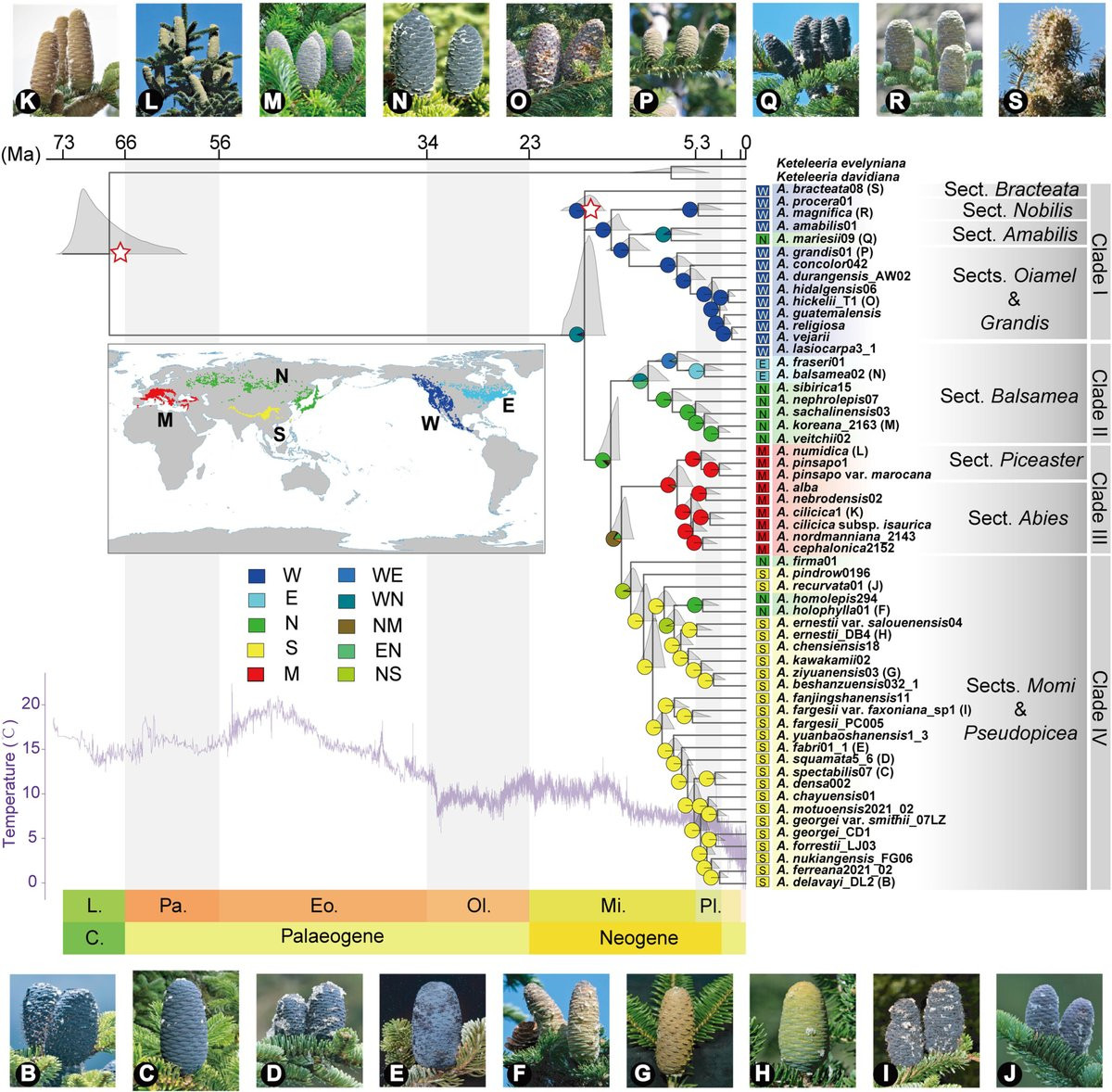 Morphological images and transcriptome-based phylogeny based on complete species sampling revealed the spatiotemporal evolution of global firs (Abies spp.). Evolutionary and ecological analyses indicate a diversification of all extant firs in the Late Cenozoic, with the species richness distribution driven primarily by elevation range and precipitation of the coldest quarter.