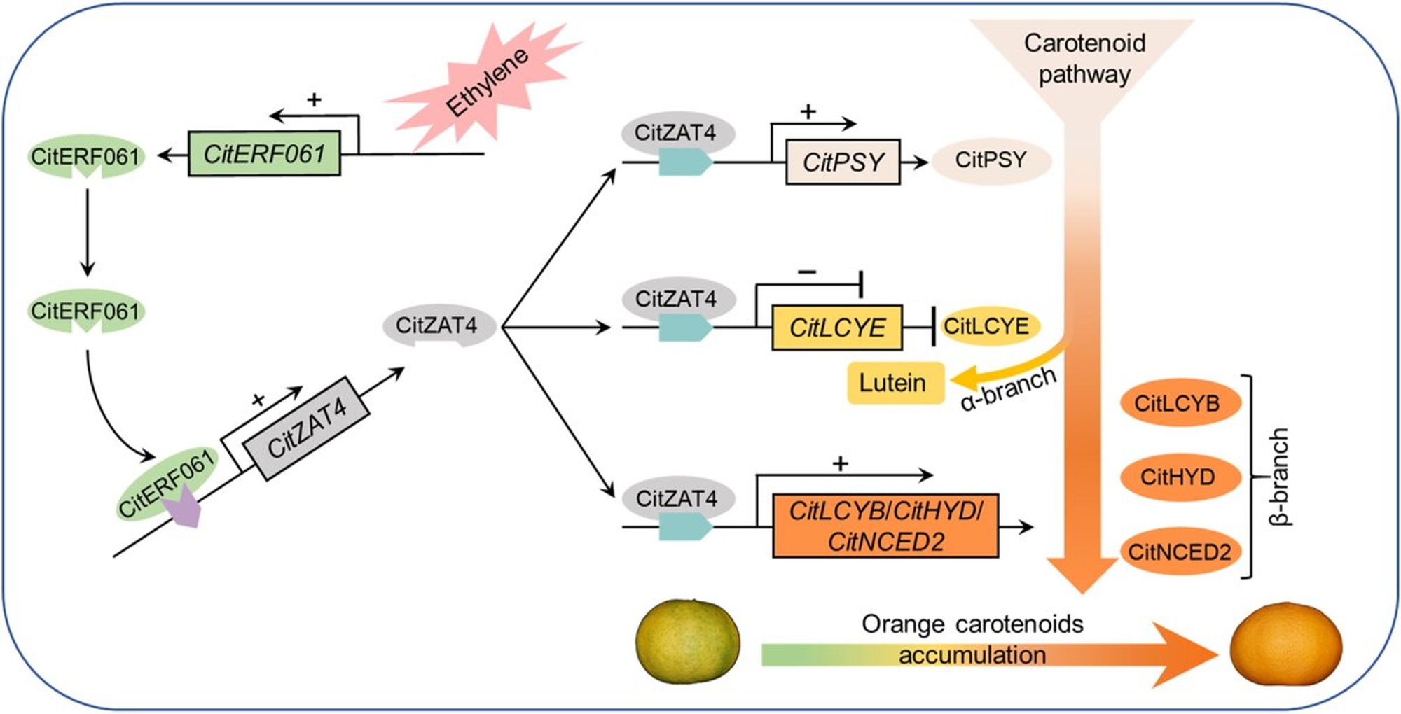 Model for the mechanism by which CitZAT4 regulates ethylene-induced orange-colored flavedo in Satsuma mandarin fruit.