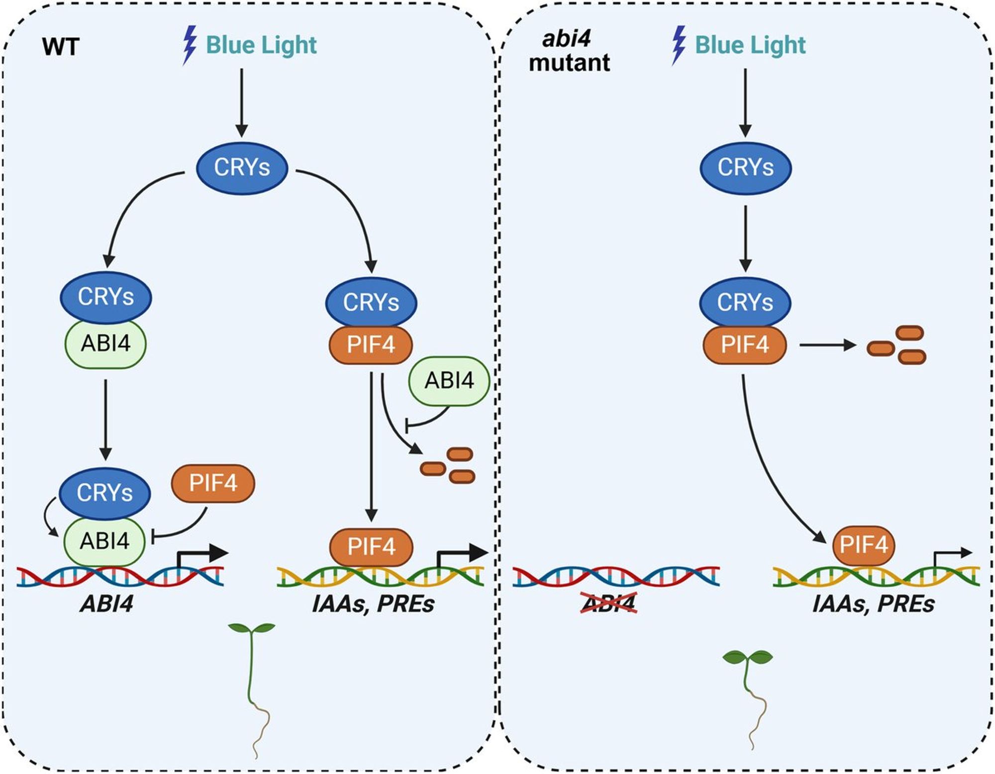 The AP2/ERF-family transcription factor ABSCISIC ACID-INSENSITIVE 4 interacts with the growth-promoting transcription factor PHYTOCHROME INTERACTING FACTOR 4 (PIF4) and the blue light photoreceptors' cryptochromes, and post-translationally promotes PIF4 protein accumulation under blue light, thus playing an important role in mediating blue light signaling in Arabidopsis.