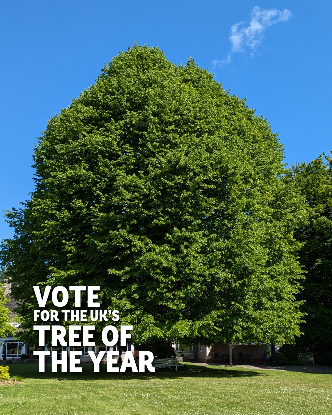 Large green tree and blue sky. Text: Vote for the UK's Tree of the Year