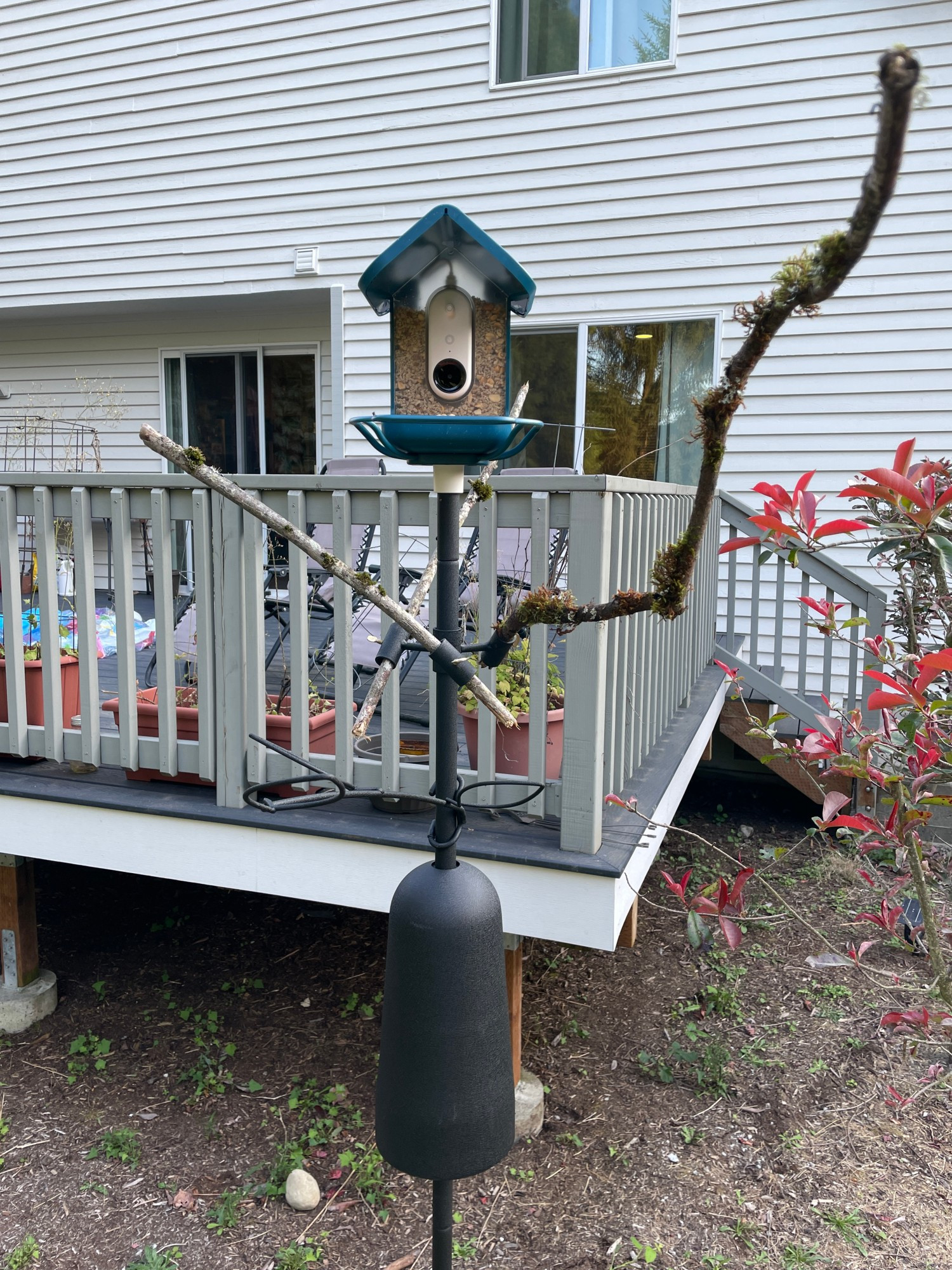 A Bird Buddy bird feeder mounted on a pole in my backyard.