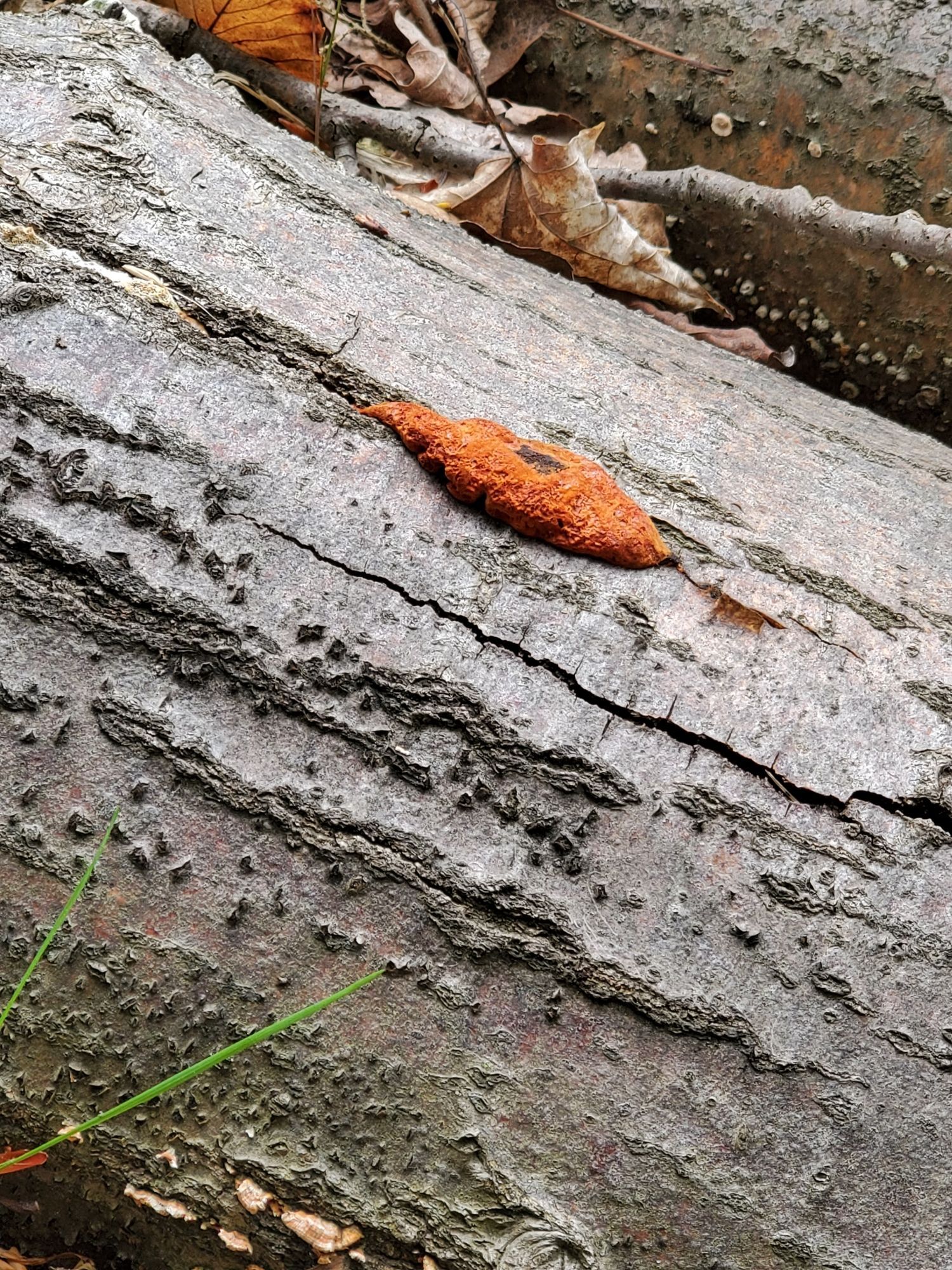 Some Cinnabar