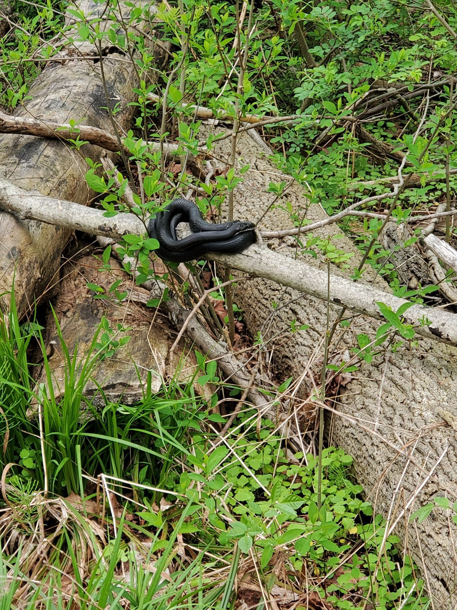 A snake just chilling on a branch.