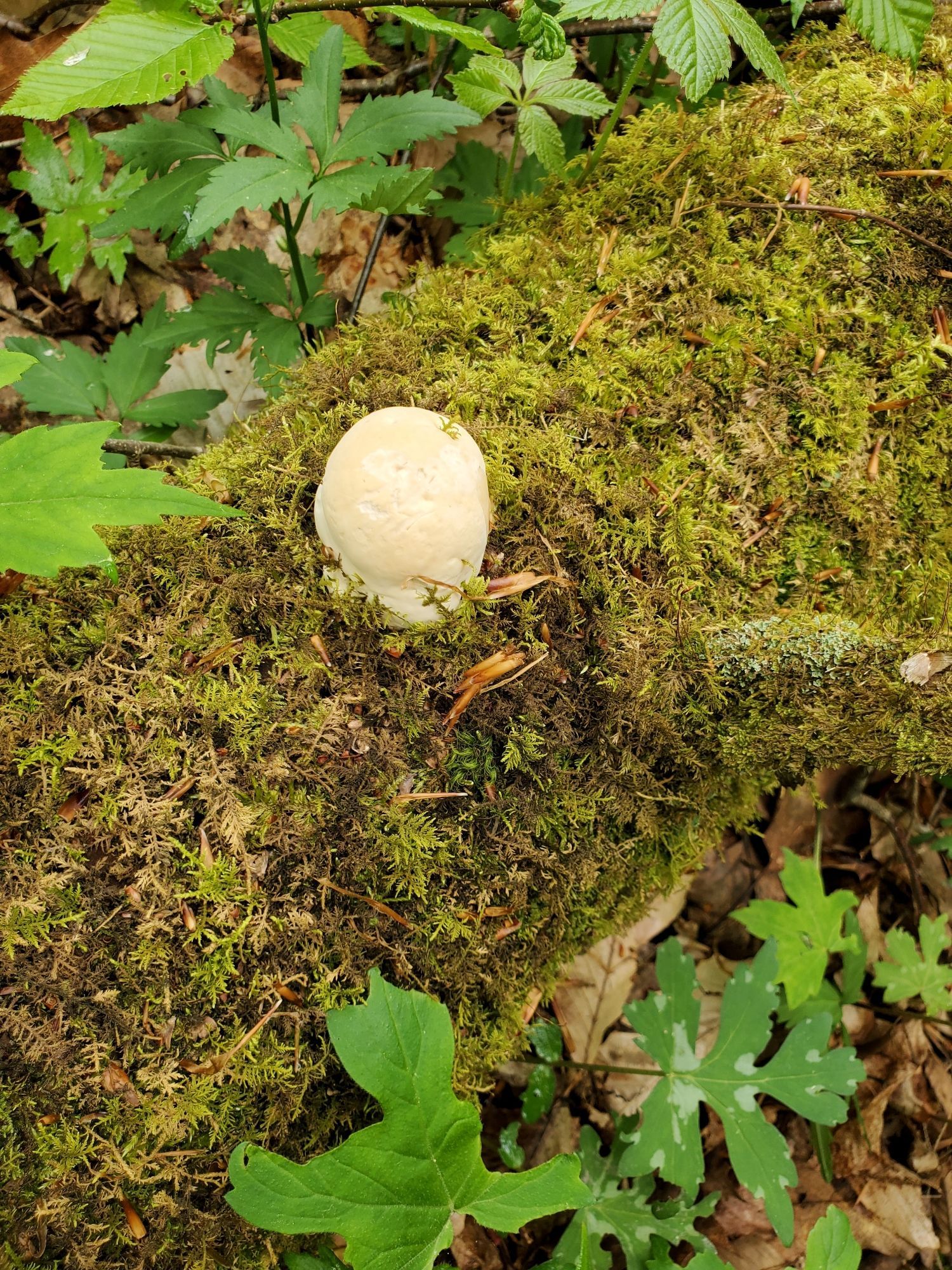 The start to a reishi mushroom