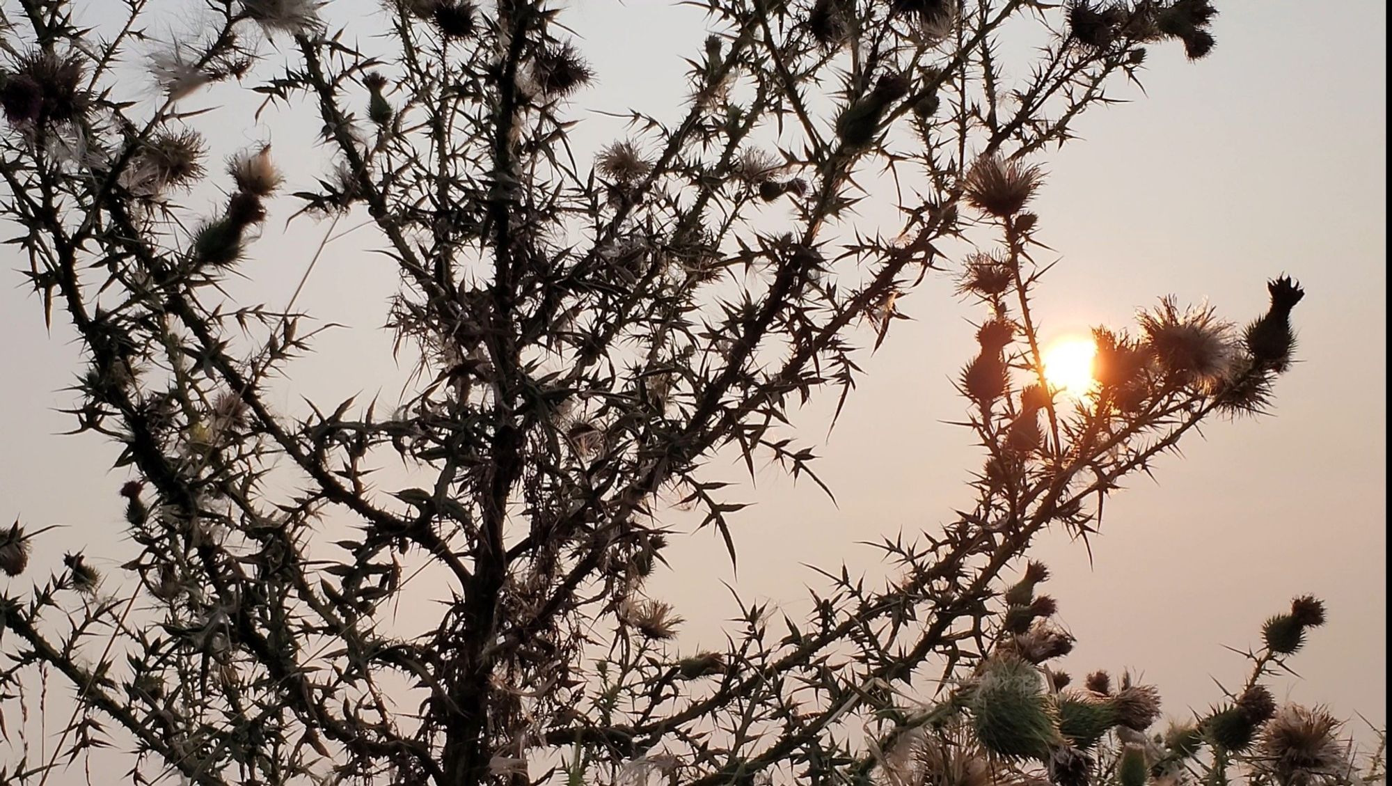 A Bull Thistle plant, with the setting sun in the background