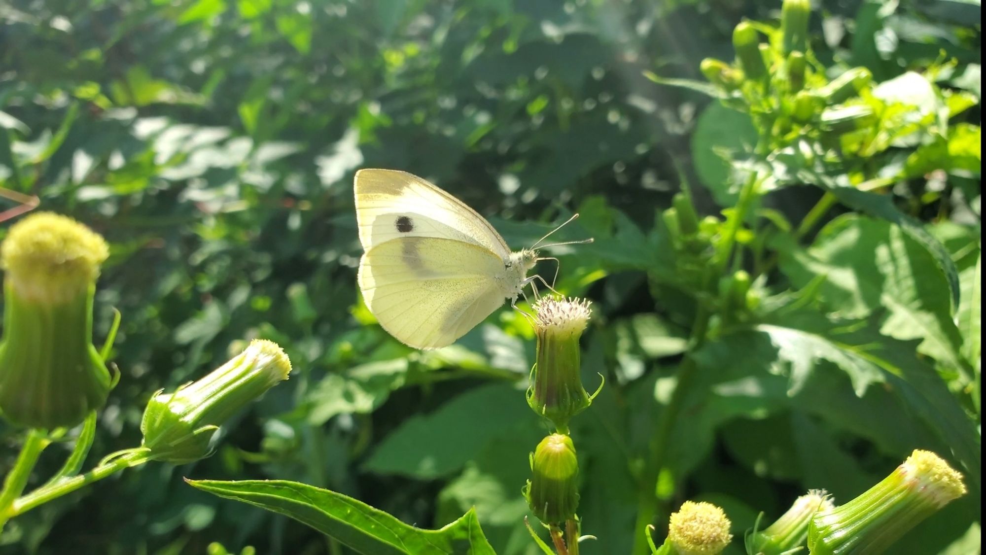 A cabbage white butterfly eating some nectar