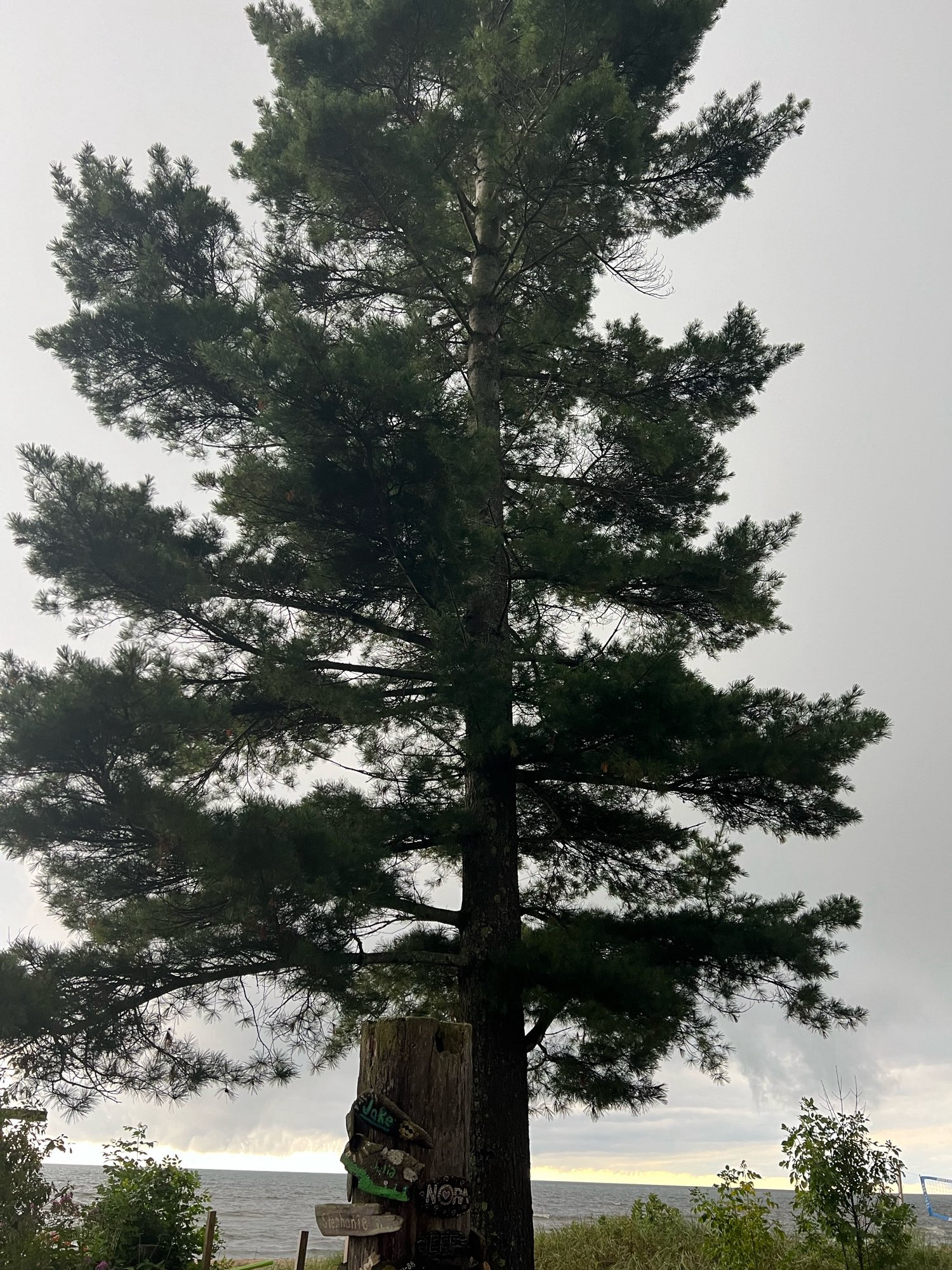 Northern white pine standing tall on shore of Lake Michigan