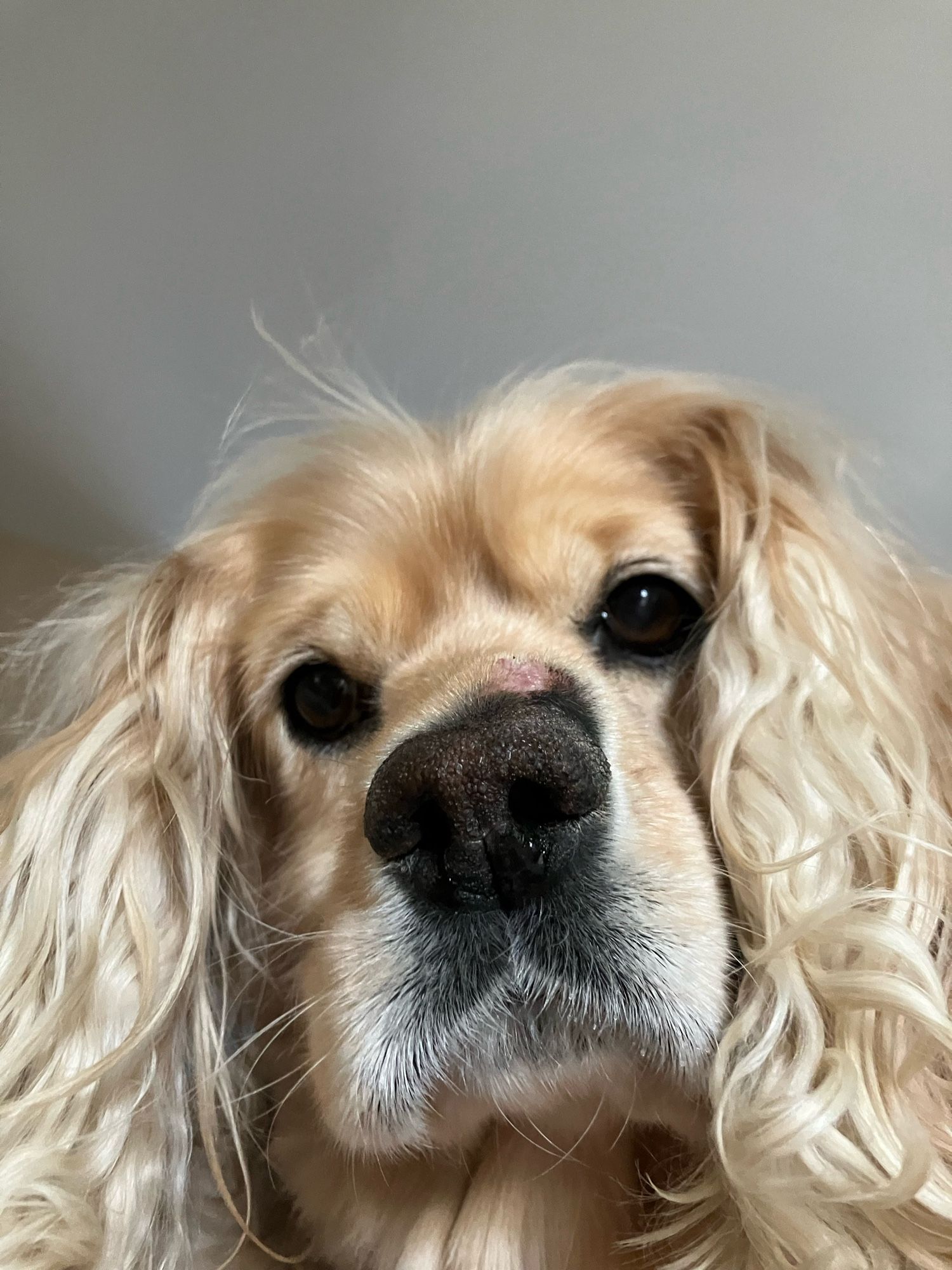 Mari the Cocker Spaniel looking at the camera. She has a tumor on her nose