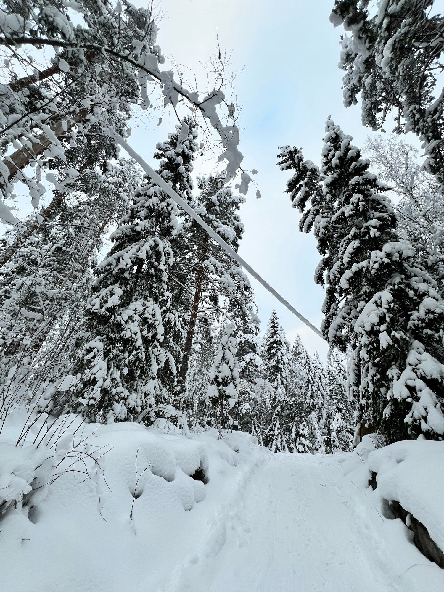 Wintertime finnish forest covered in thick snow cover