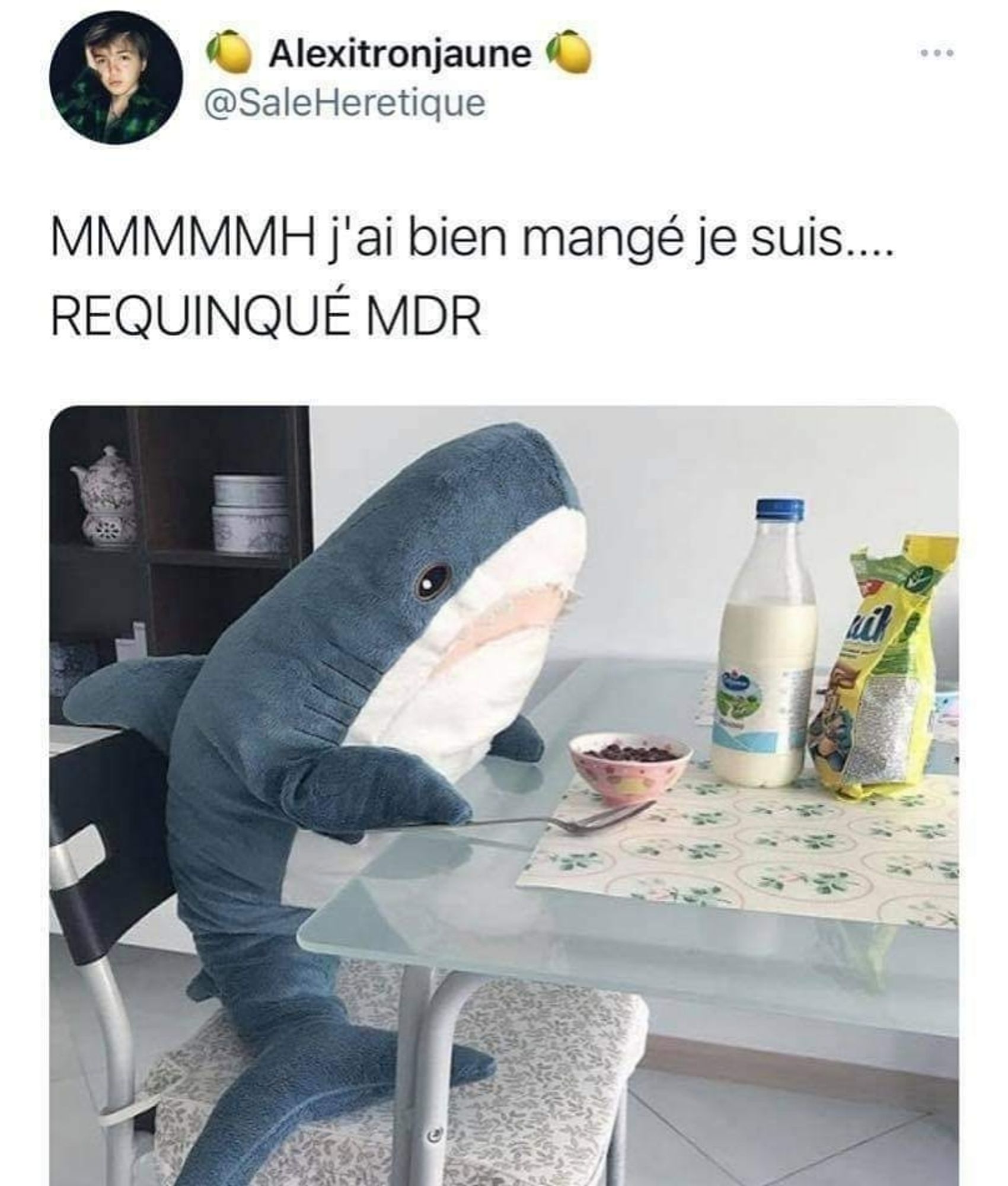 Texte : j'ai bien mangé je suis... Requinqué. 
Image : un requin en peluche à table