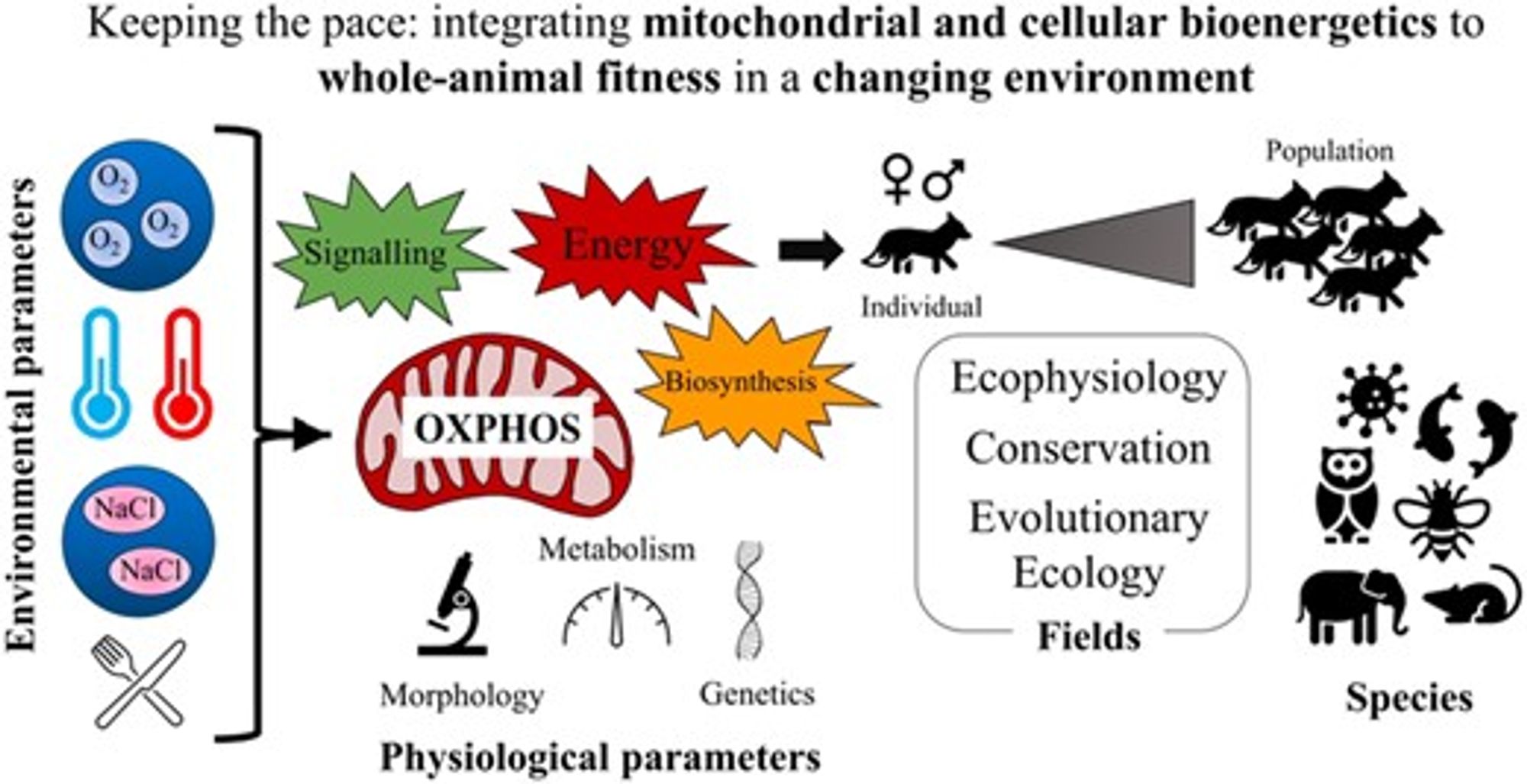 graphical abstract: integrating mitochondrial and cellular bioenergetics to whole animal fitness in a changing environment. 