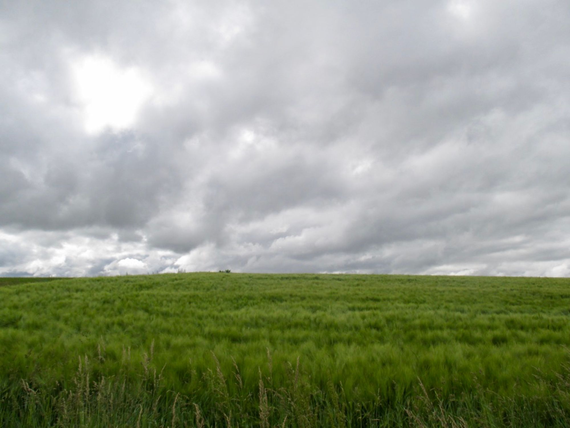 Sommerlich grünes Feld unter hohem Himmel mit geballt weißgrauem Gewölk.