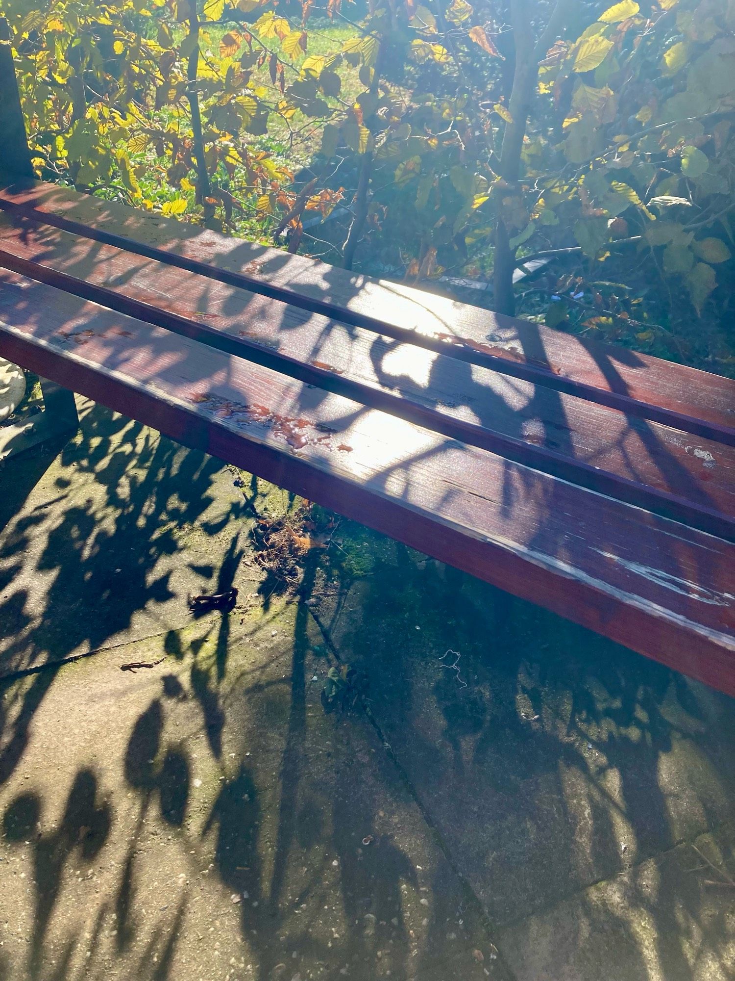 Feuchte Bodenplatten aus Stein, braun gestrichene Holzplanken, schütter werdende Hecke, besonnt.