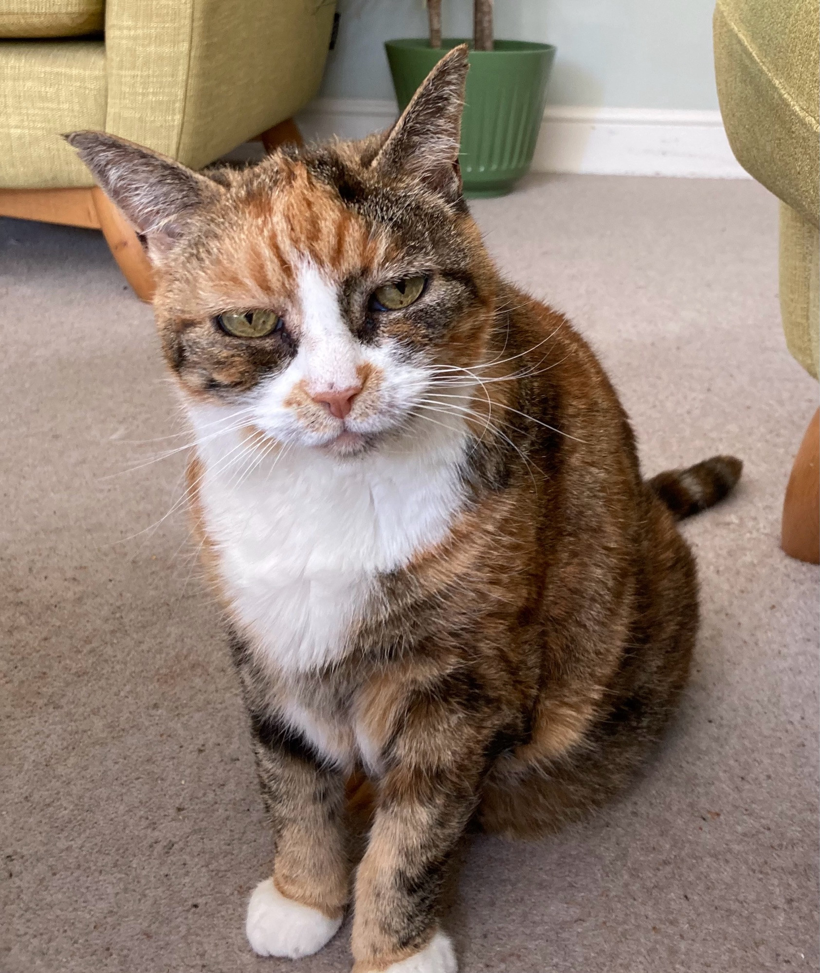 A tortoiseshell cat with white bits looks at camera, unimpressed