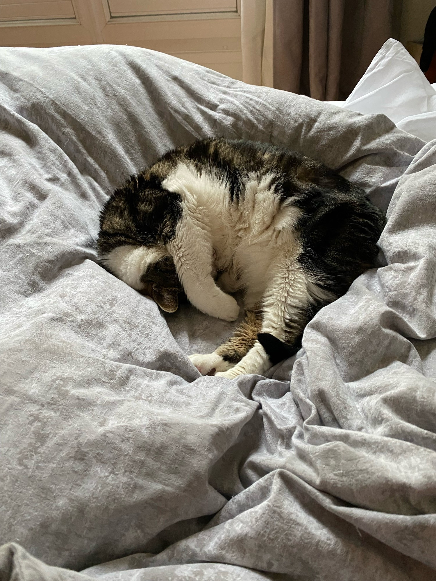 Tabby cat curled up asleep on a duvet.