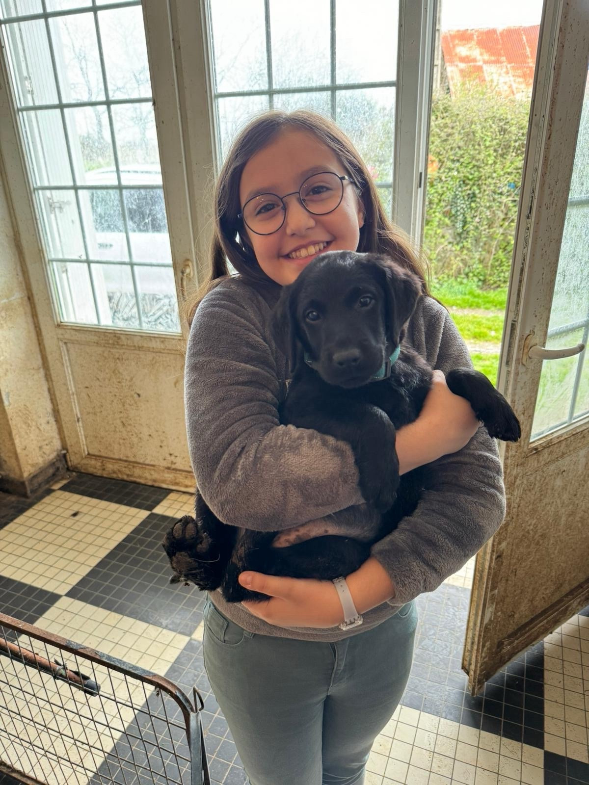 Preteen girl holds a 2 month old black Labrador puppy