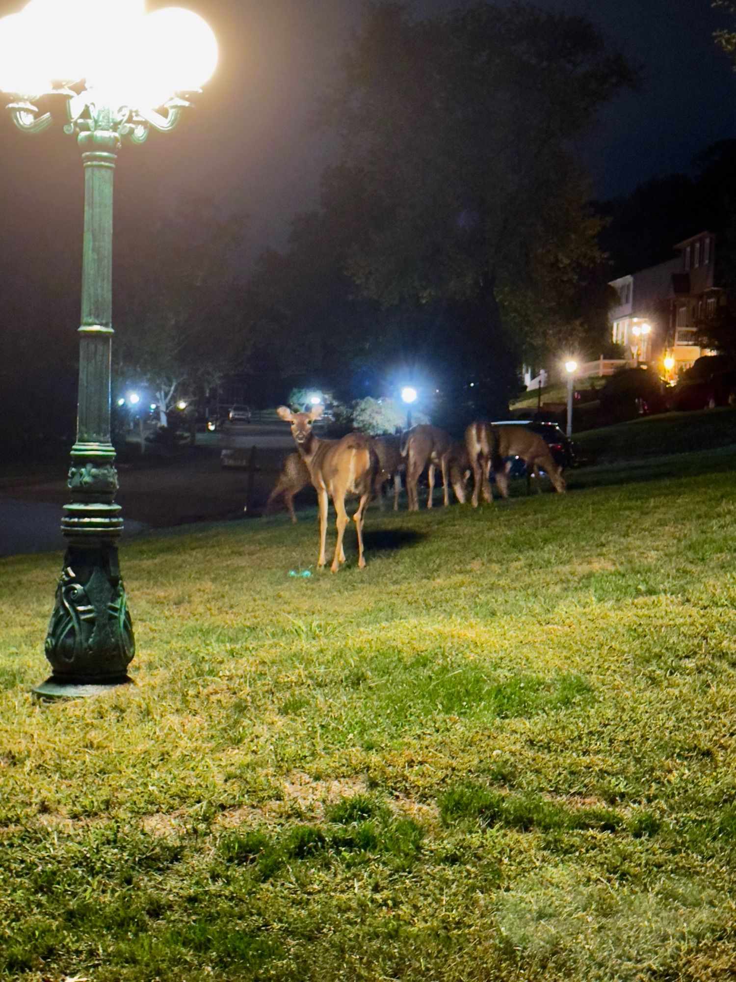 About 6-8 deer (mostly young’uns, with 2 adult does) on a green front lawn, with a 4-globe old-timey lamppost shining on the left.