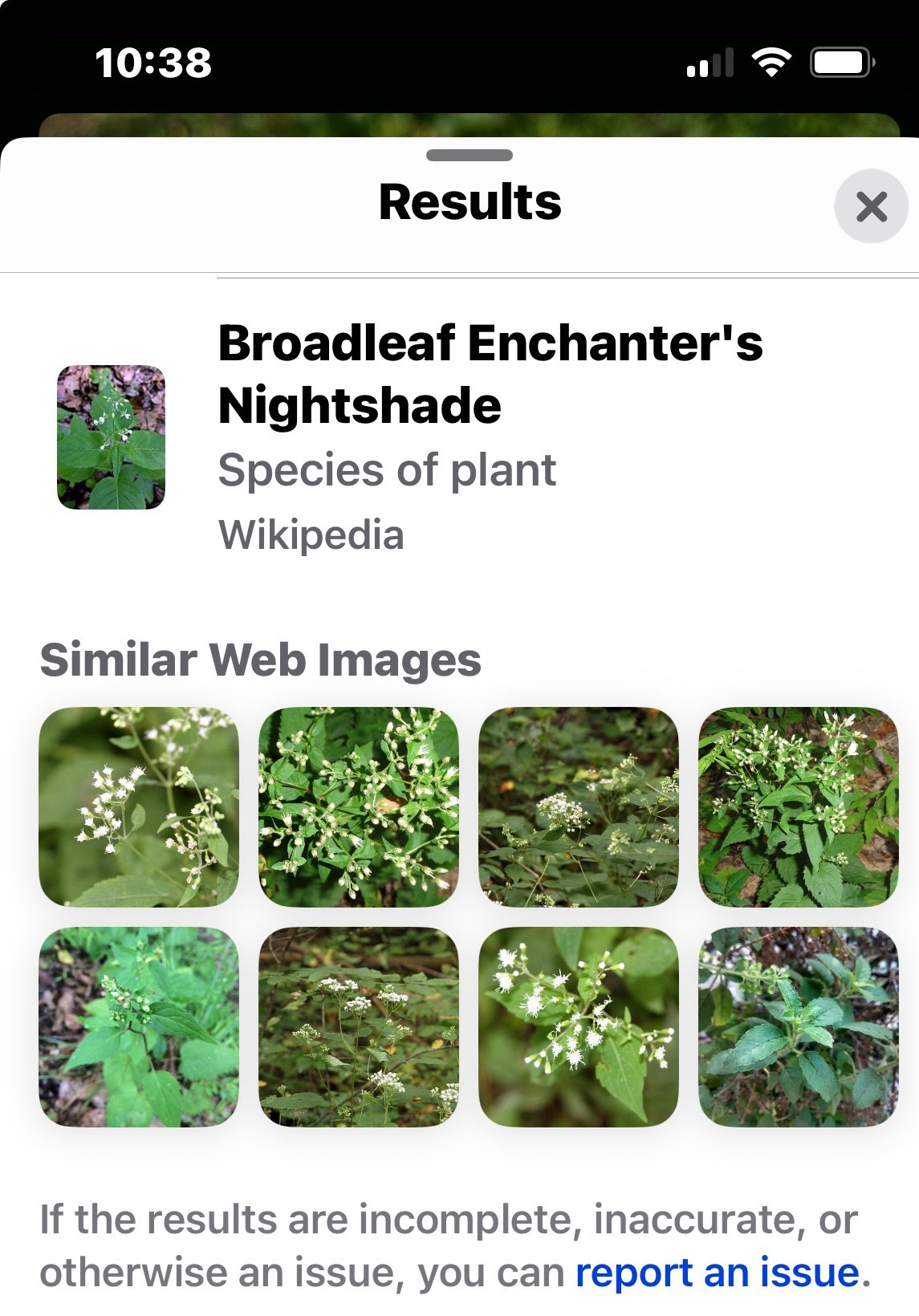 Apple’s photo identification for plants, showing green broadleaf plants with tiny white flowers & identifying the plant in the photo I took as “Broadleaf Enchanter’s Nightshade”