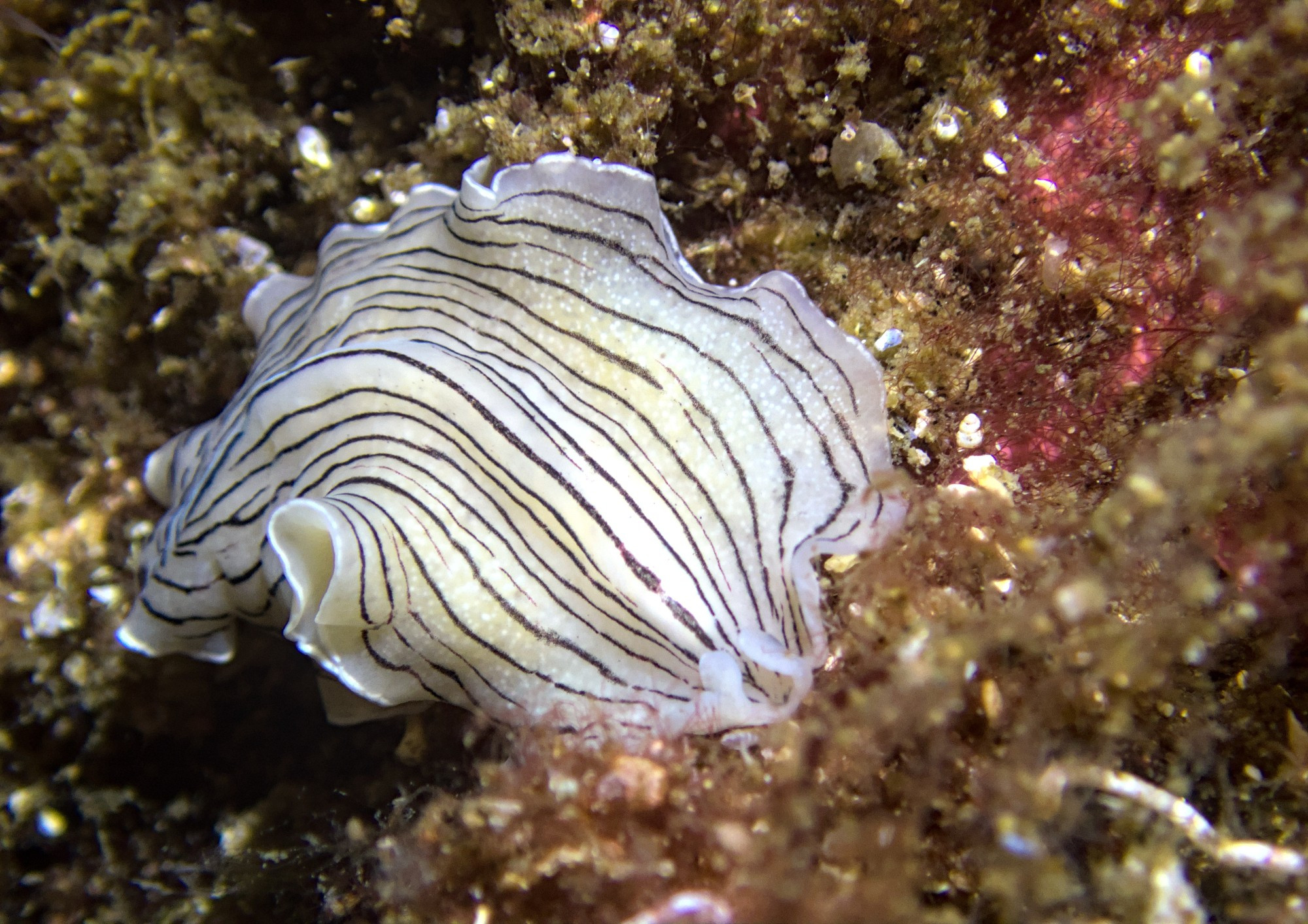 White flatworm with black, lengthwise, stripes on a rocky substratum facing forward towards the camera