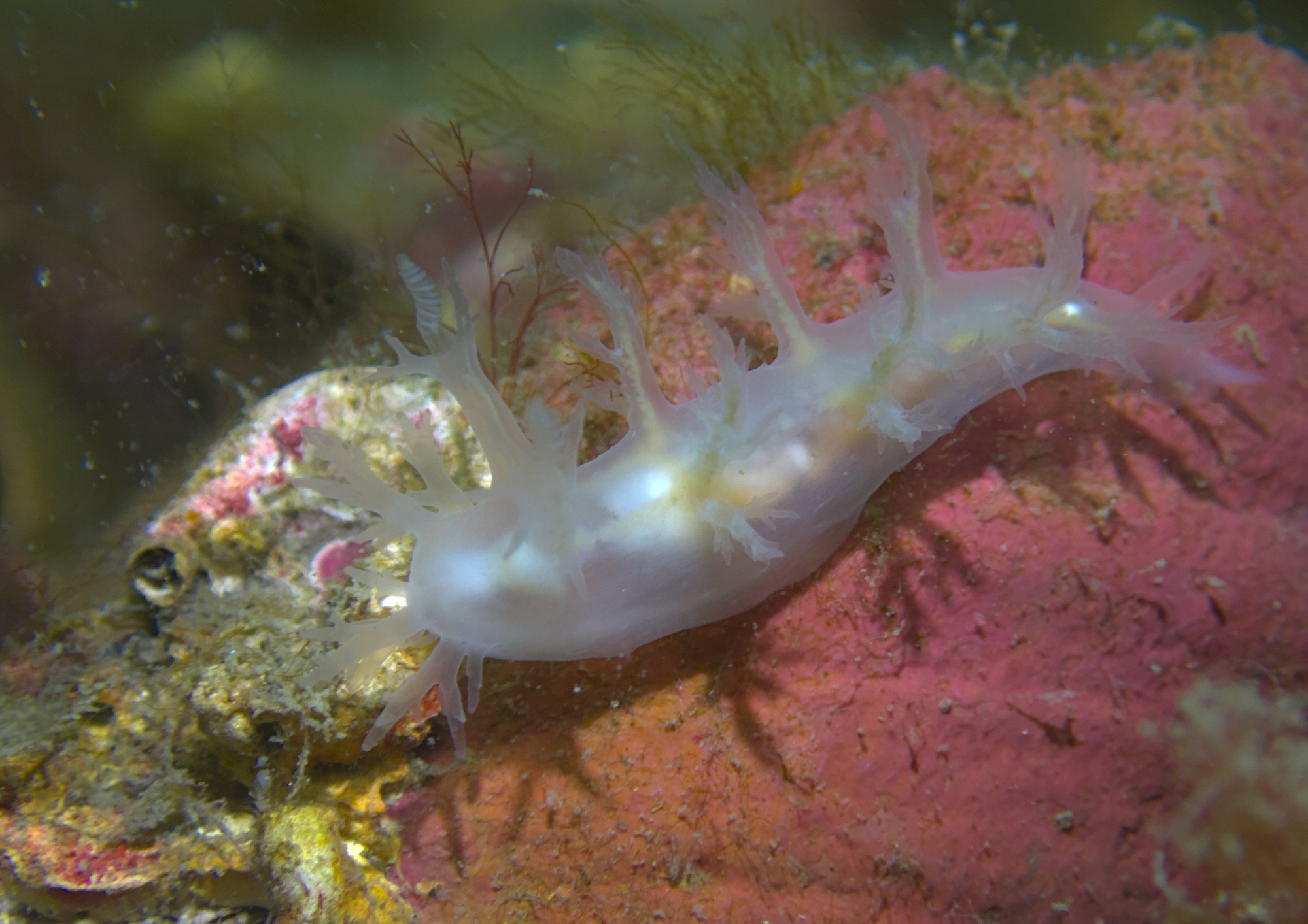 White, semi-transparent, nudibranch with branching cerata crawling on a pink-encrusted piece of shell. The species is likely Dendronotus frondosus