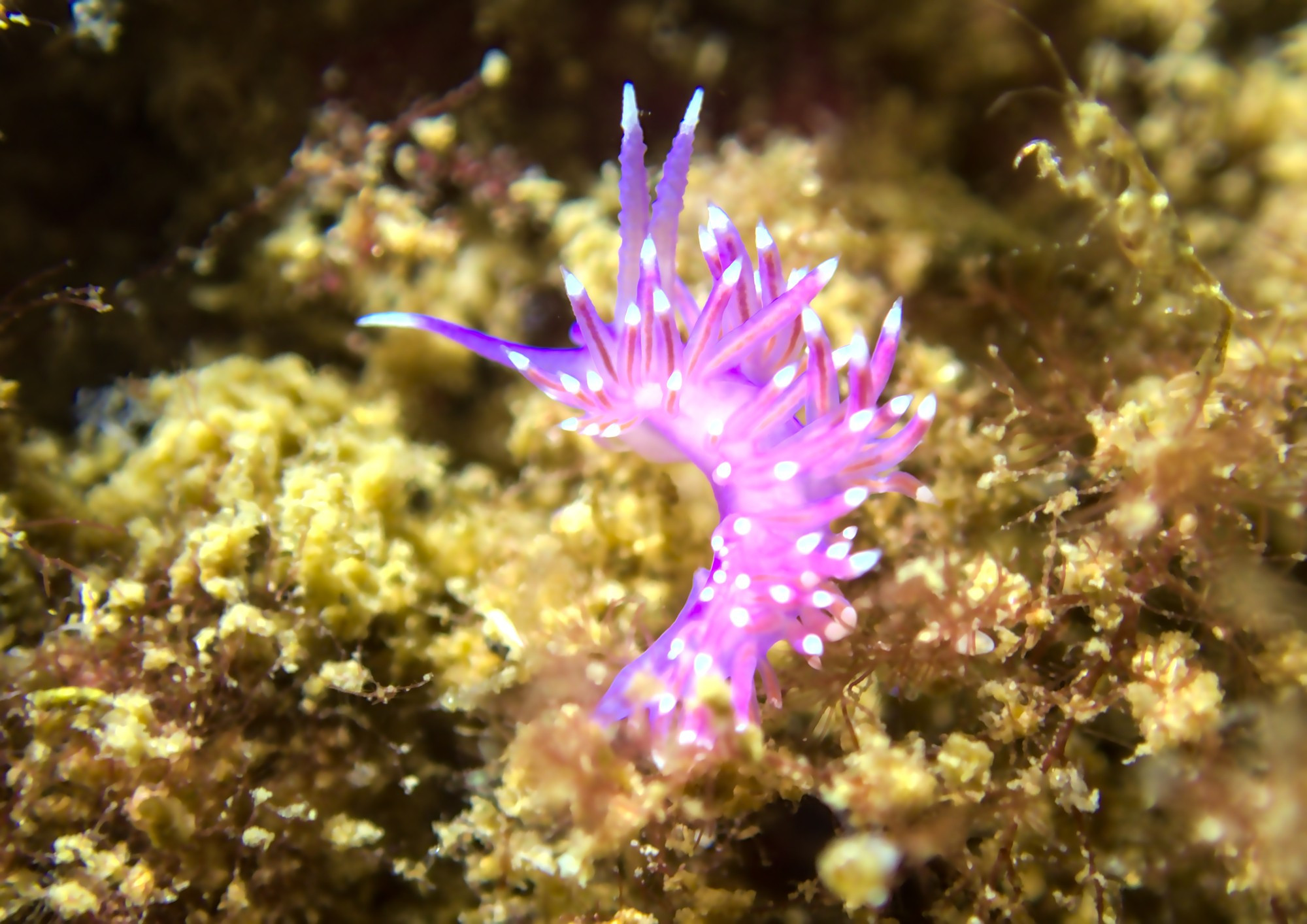 Puprple-pink coloured nudibranch with beautiful white "spine-tips" and tip of antennae, crawling on yellowish brown algae, the animal is facing away from the camera