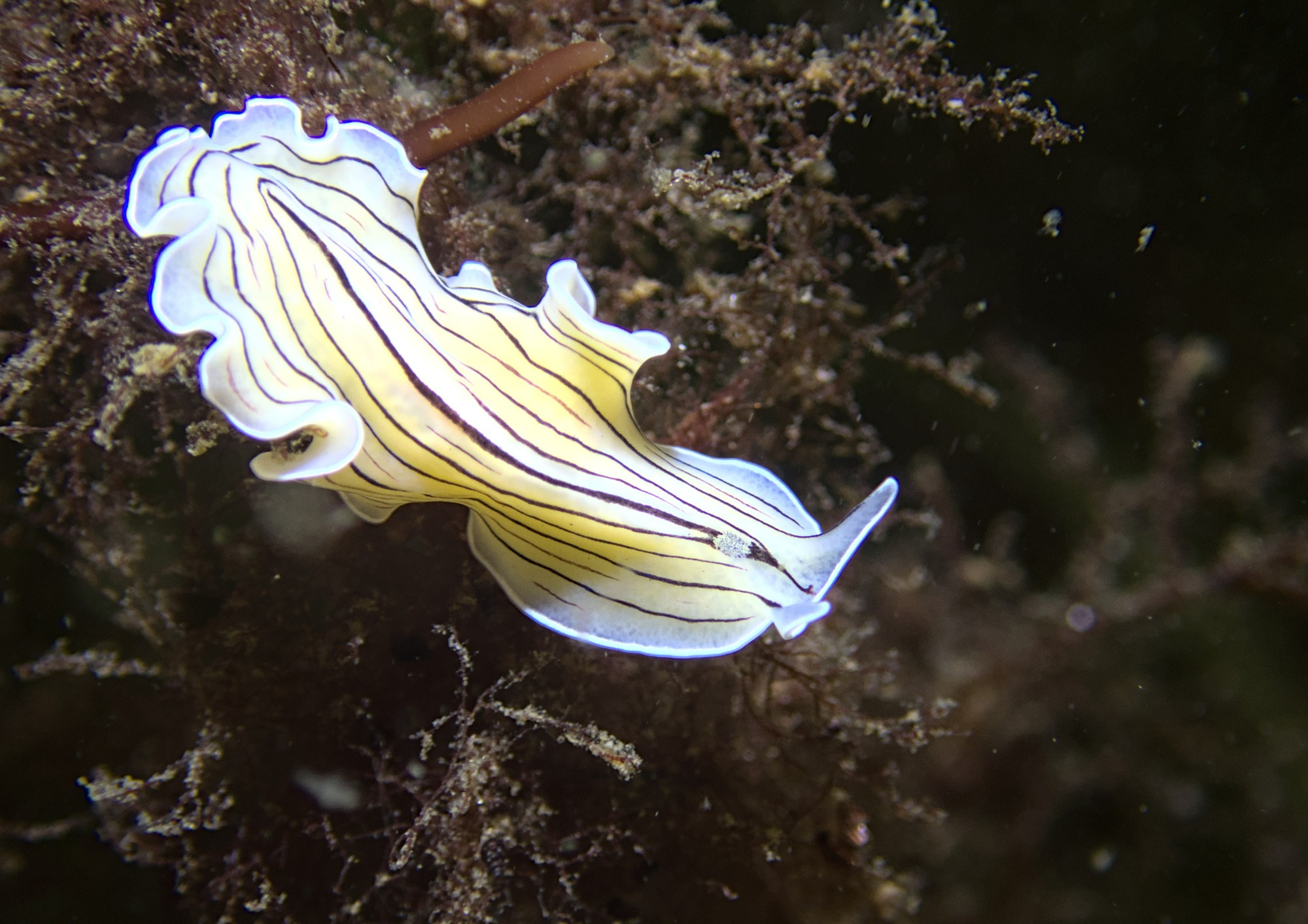 White flatworm with black, lengthwise, stripes crawling on a algae covered rock, slight yellow tinge to the creature due to the lighting from the camera rig