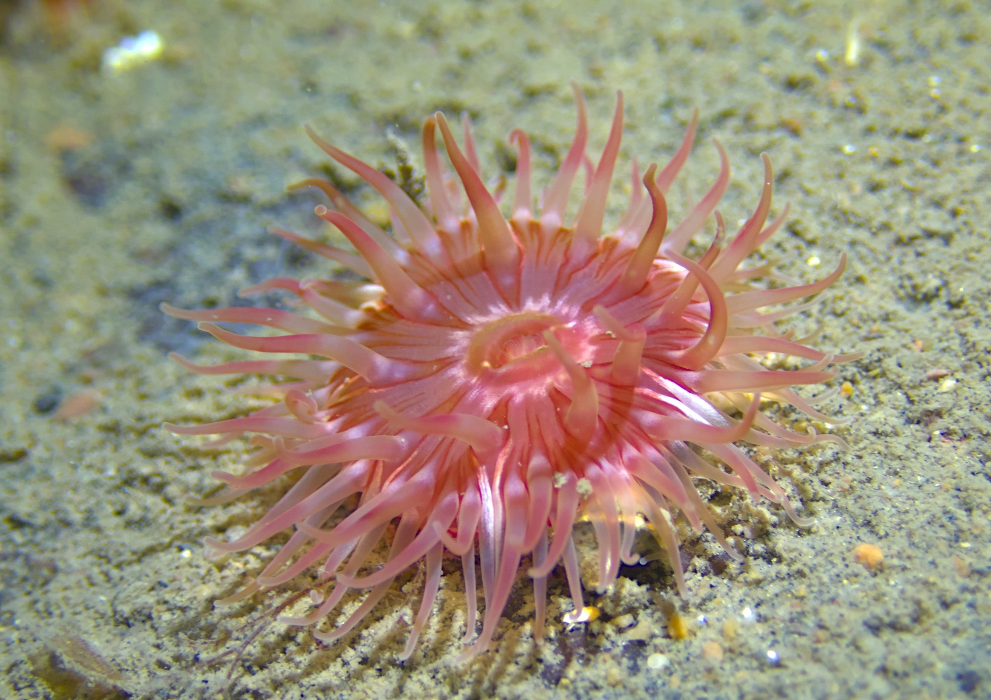 Sea anemone with a pinkish-red oral disc, and darker red triangle patterns on the oral disc, sitting on a sediment covered rock.