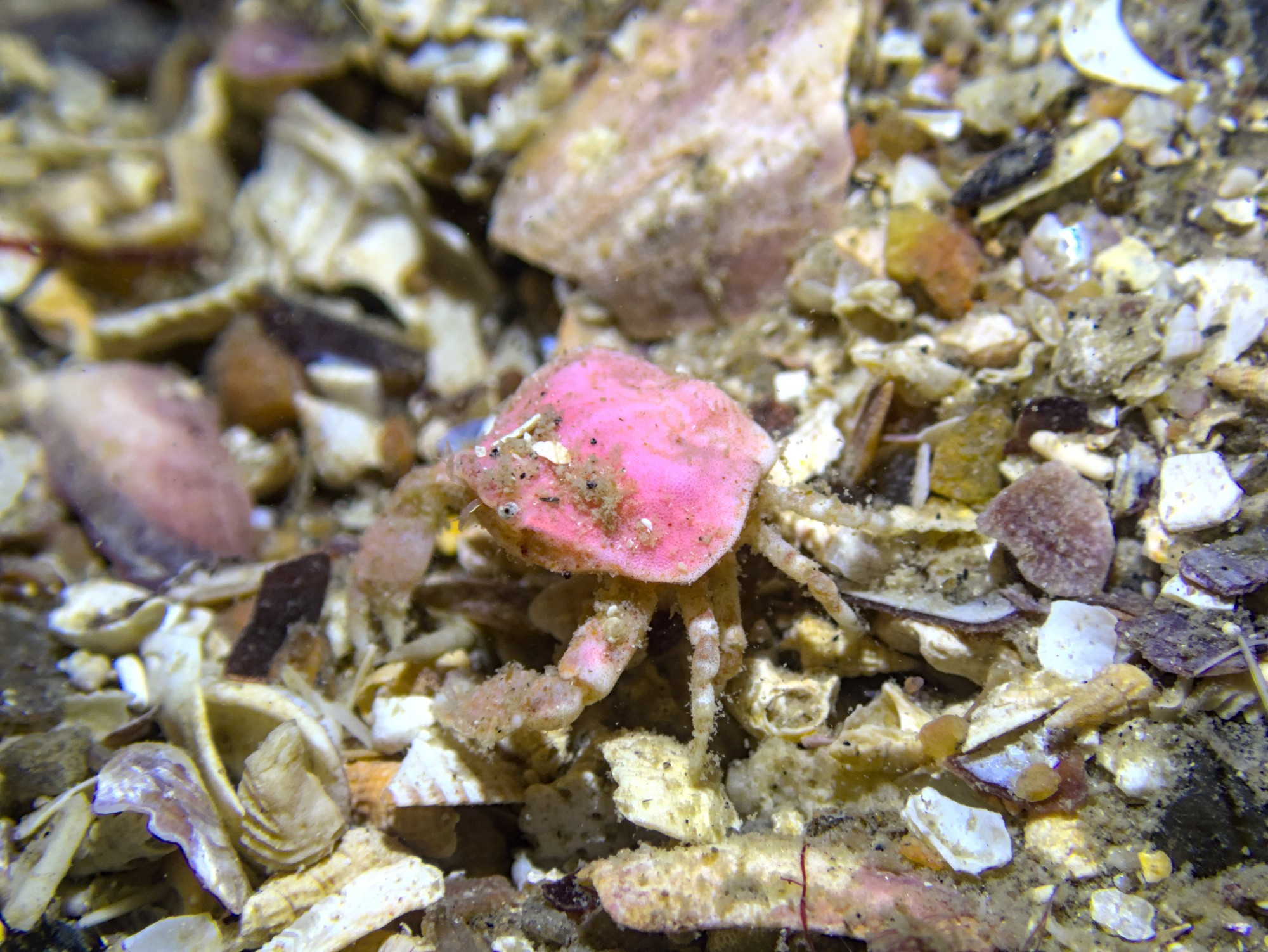 A very small crab with very small eyes and a pink carapace, walking over shell gravel, there is some dust on the carapace itself as well