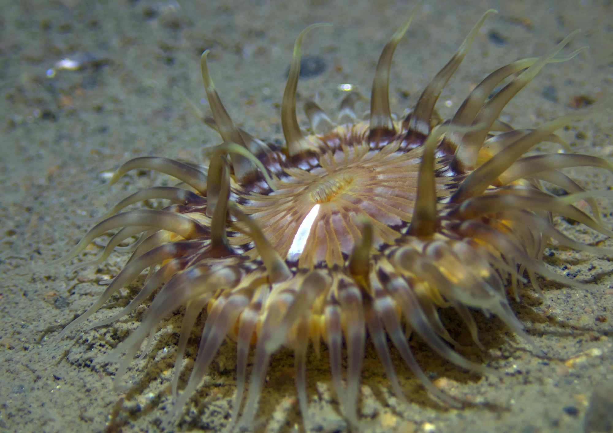 A sea anemone with a beautiful pattern of white and dark brown on the oral disc, at the base of the tentacles. A stark white line runs from the mouth to the base of the tentacles, towards the viewer