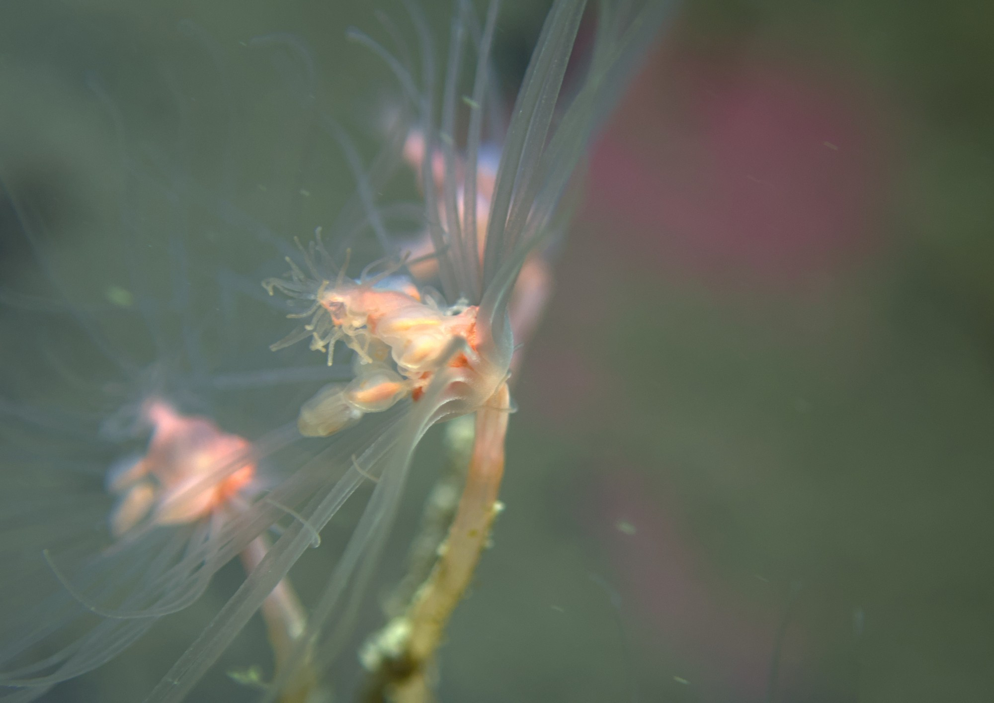 A close up photo of a oat-pipe hydroid from the side, with its tentacles splayed out, the colour is pinkish with transparent tentacles and a beige stem