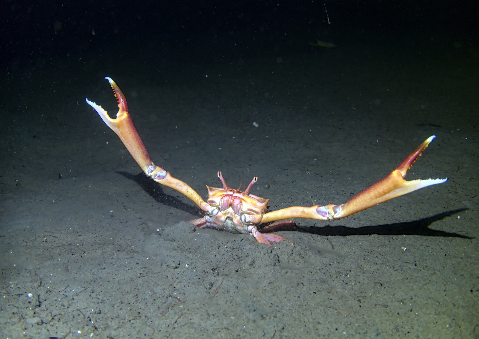 Angular crab male showing off that he is big and not to be messed with, never mind that even with claws, he is the size of my hand.