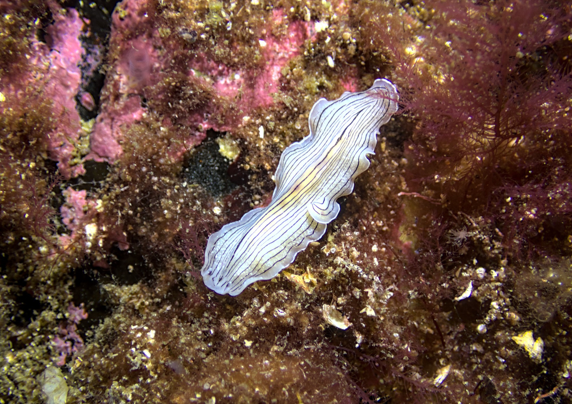 White flatworm with black, lengthwise, stripes crawling on a algae covered rock, the photo is a bit more zoomed out, showing the whole body