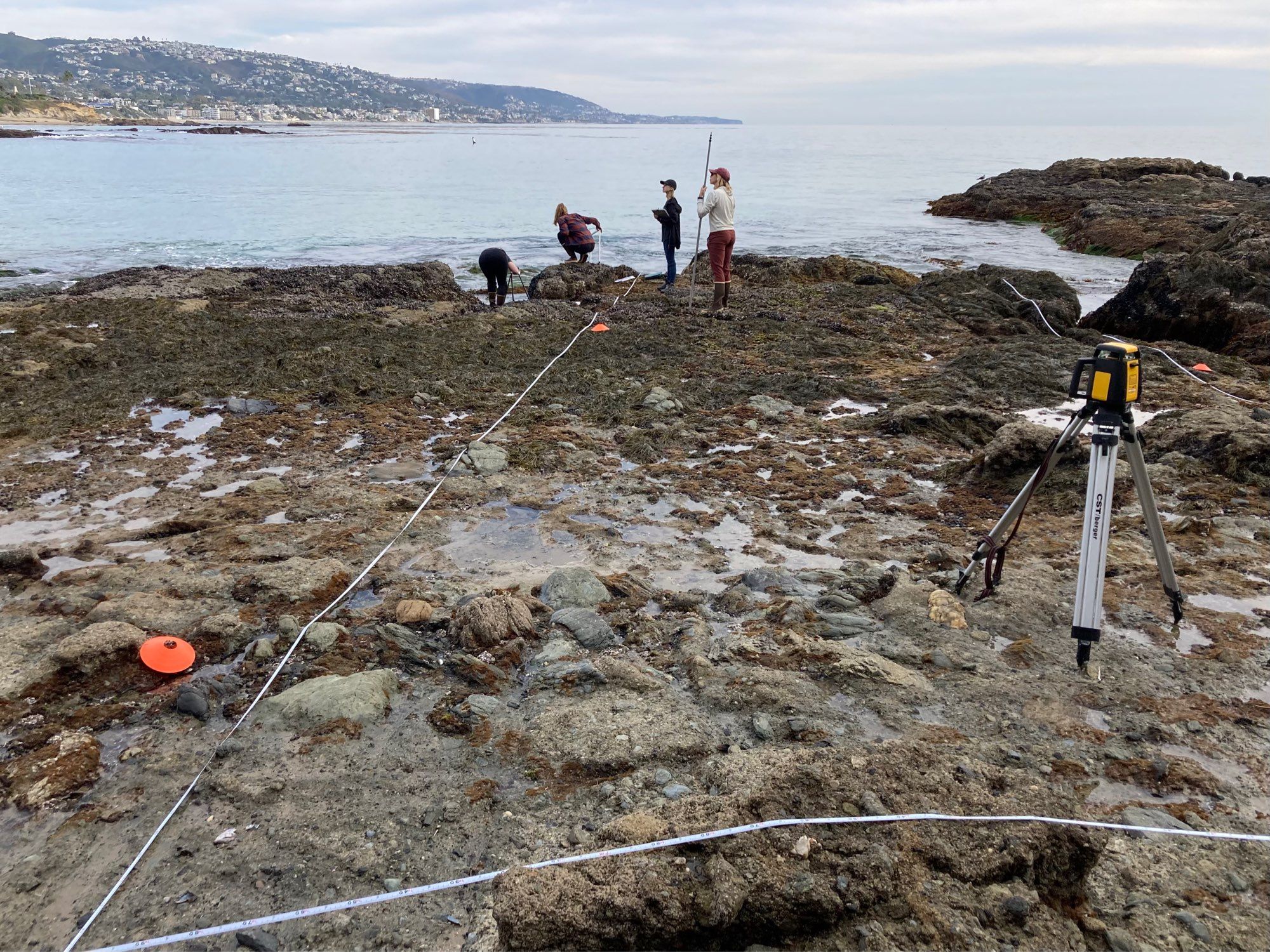 Transects, quadrats, & a laser level are used to measure seaweed biodiversity patterns on a Southern California rocky shore.