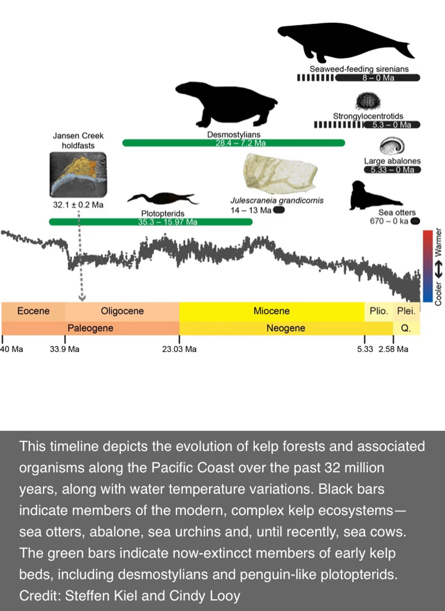 This timeline depicts the evolution of kelp forests and associated organisms along the Pacific Coast over the past 32 million years, along with water temperature variations. Black bars indicate members of modern, complex kelp ecosystems - sea otters, abalone, sea urchins, and, until recently, sea cows. The green bars indicate now-extinct members of early kelp beds, including demostylians and penguin-like plotopterids. Credit: Steffen Kiel and Cindy Looy