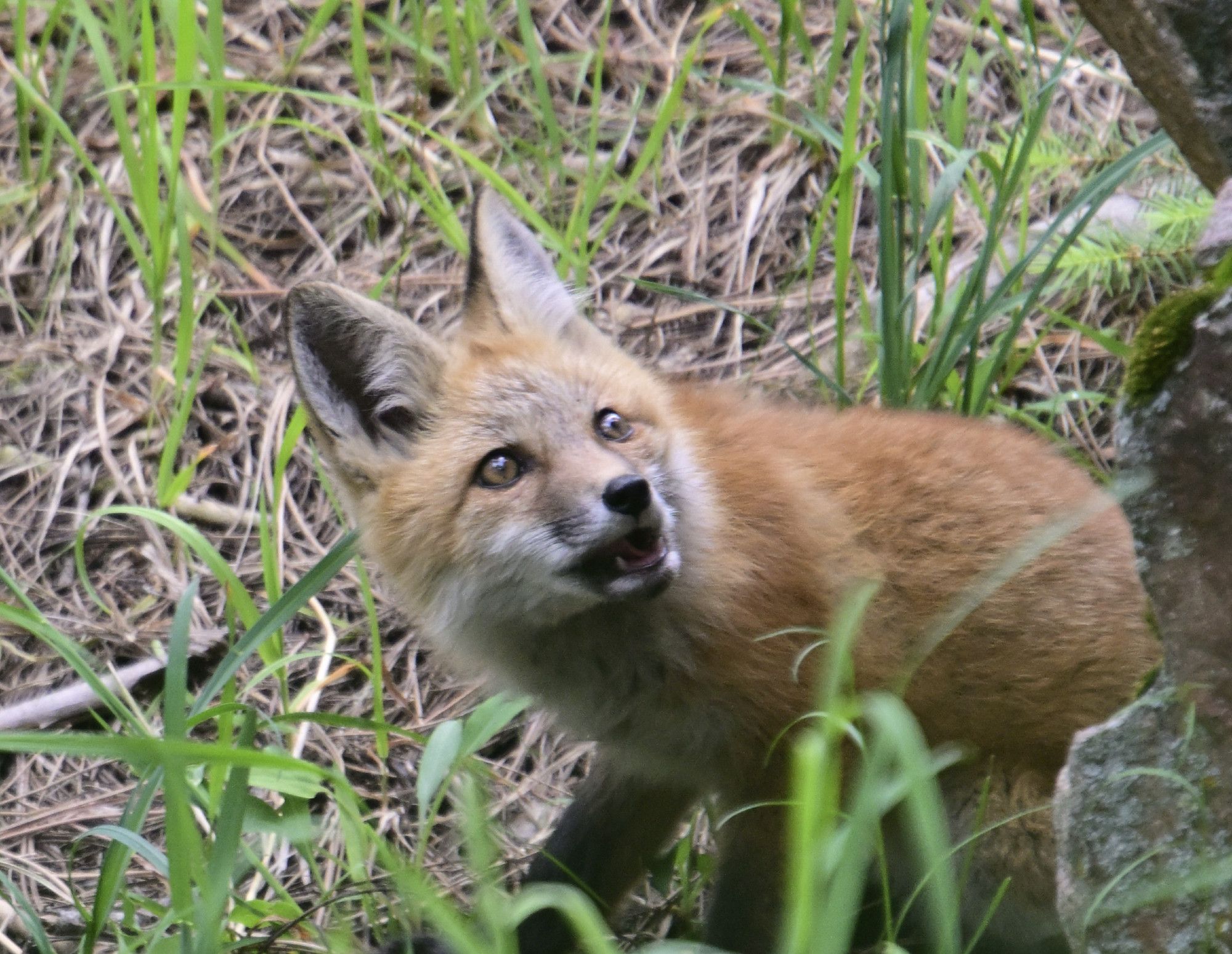 A fox kit looking shocked