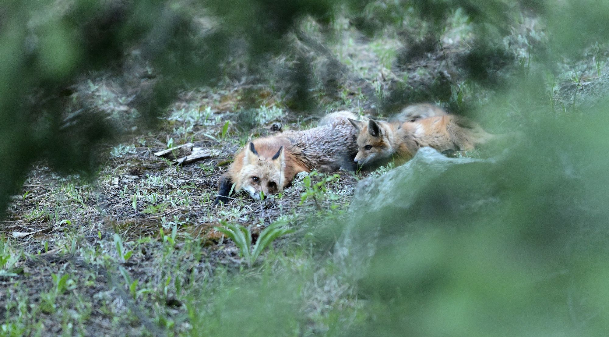 Fox parent and their kit play in the woods near boulder colorado