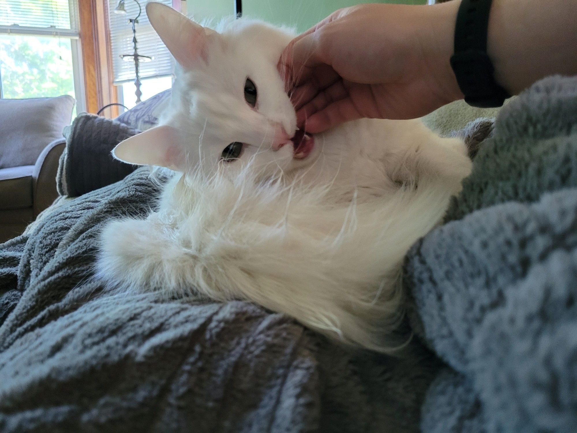 My fluffy white cat sitting on the couch on top of me, snuggled up and cozy, except for the part where he's got the tips of my fingers between his jaws and his little fangs on display.