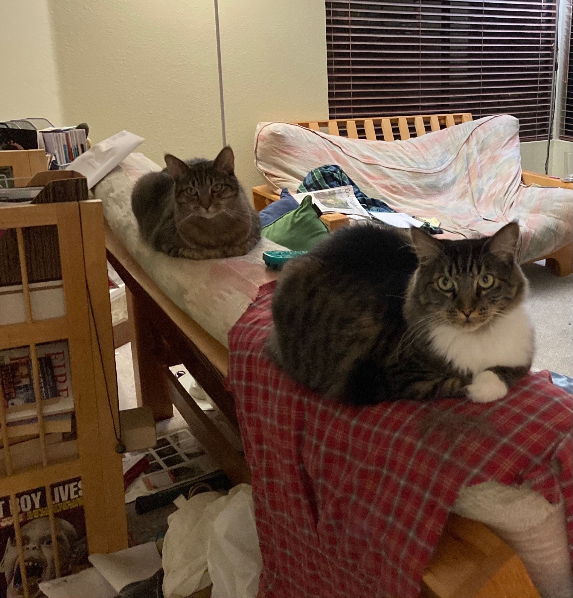 My tabby shorthair cat Jackson and his tabby and white longhair sister Jilly, in line in bread loaf position along the top of the futon.